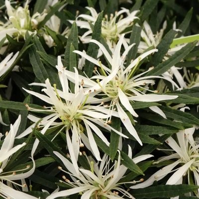 AZALEA 'Star Style White' ®