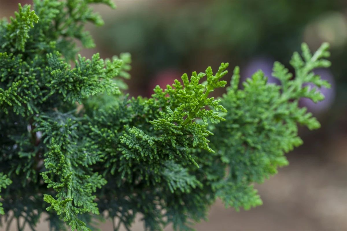 chamaecyparis obtusa teddy bear 3 8834f4db