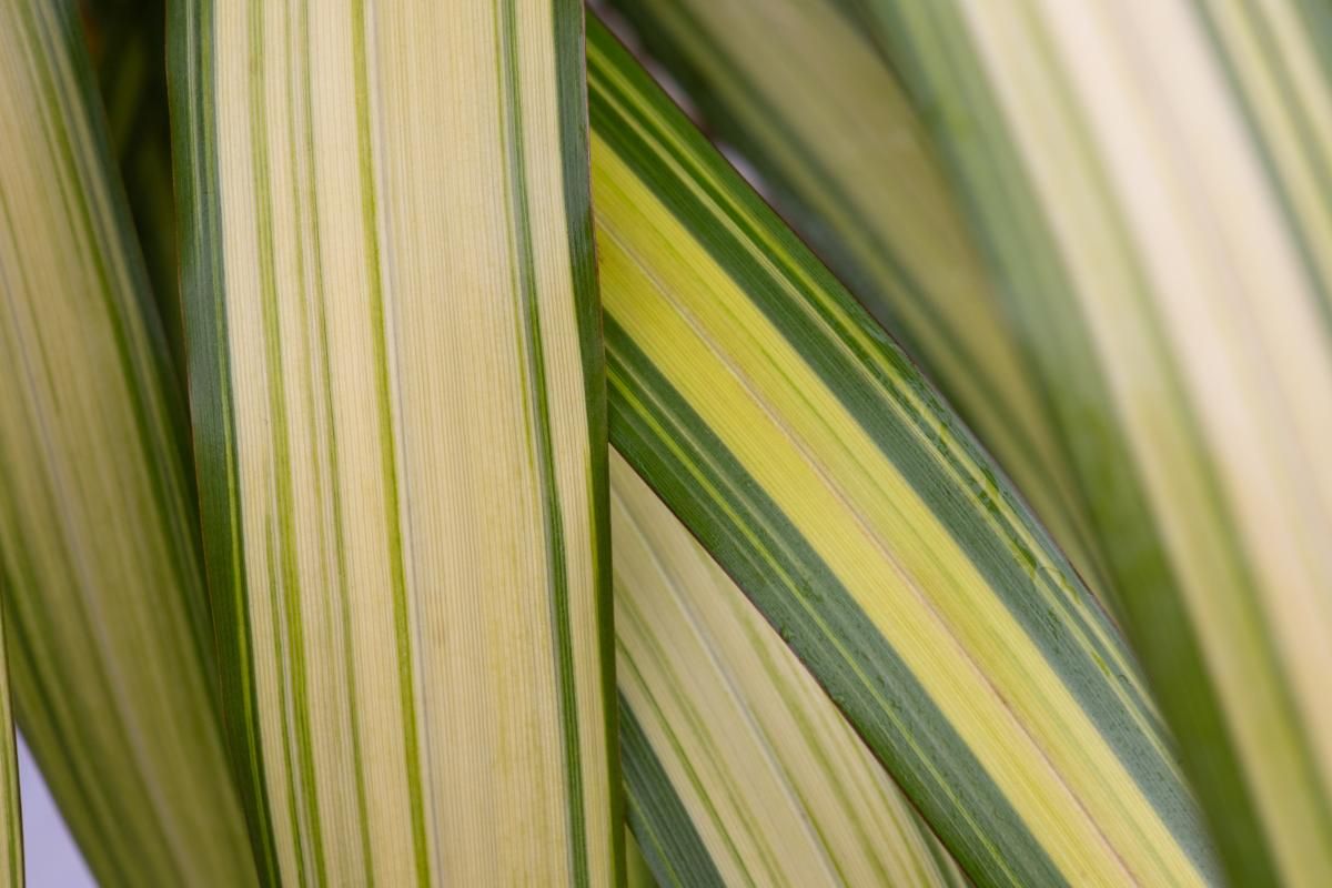 phormium tenax lemon spritzer 3 8810e76b