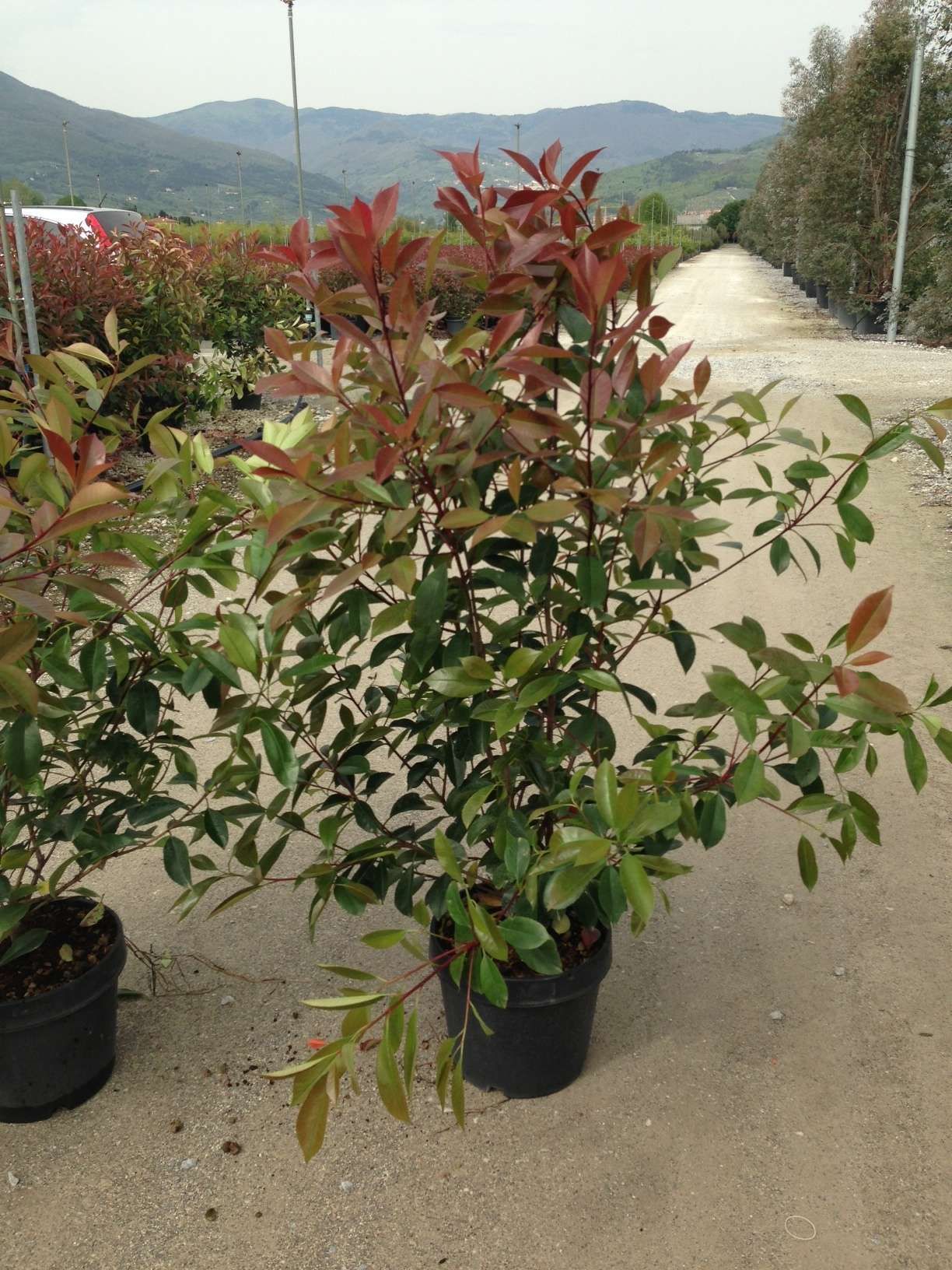 1610879086 photinia Fraseri RED ROBIN c18Lt 89305ad7