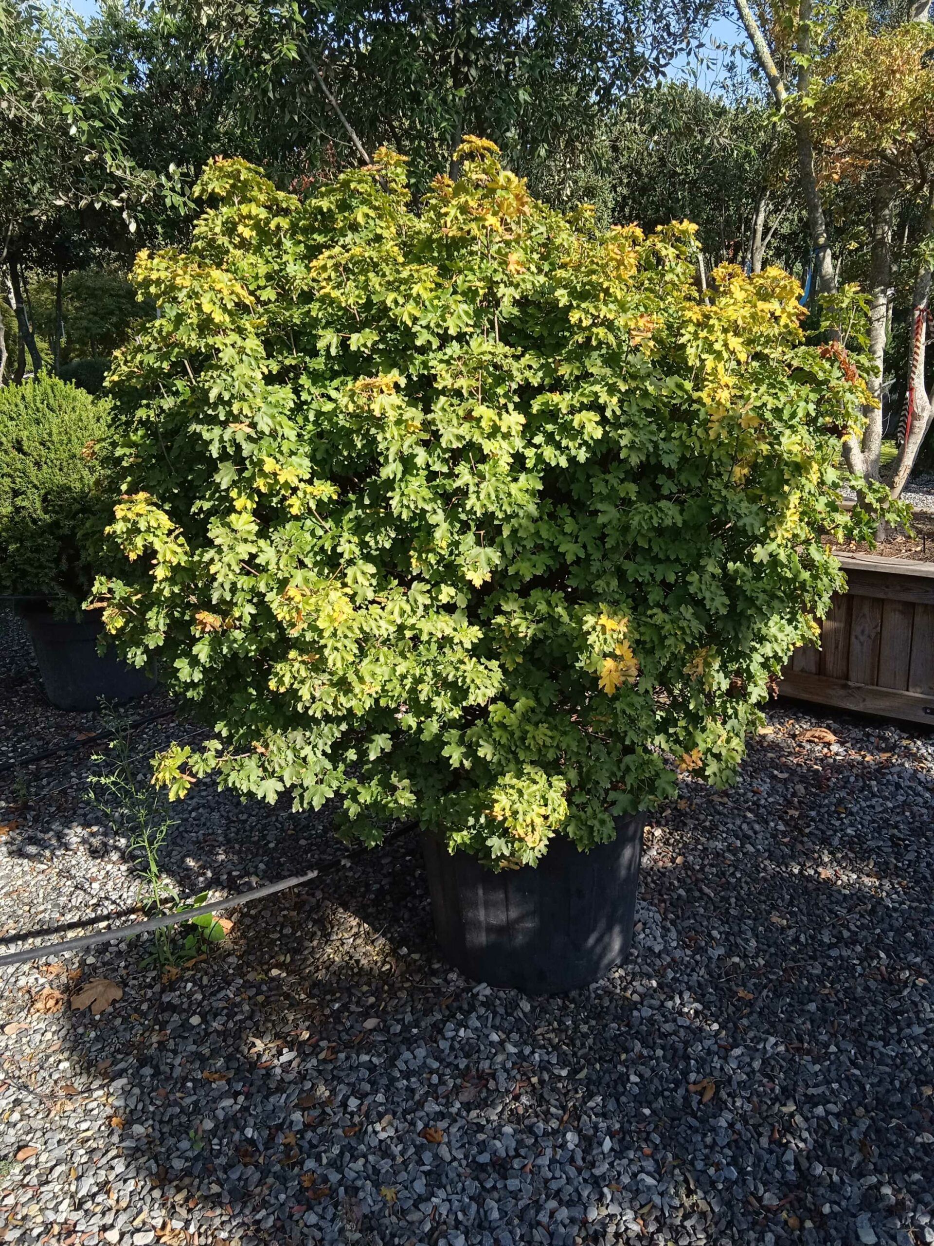 1662362413 scaled 89861226