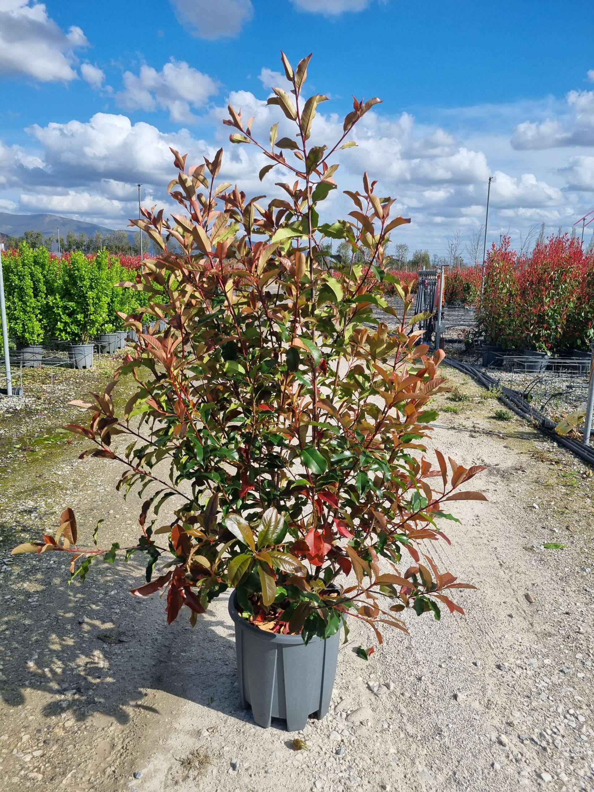 1680275690 photinai magical volcano clt18 125 150 scaled 89c1bceb