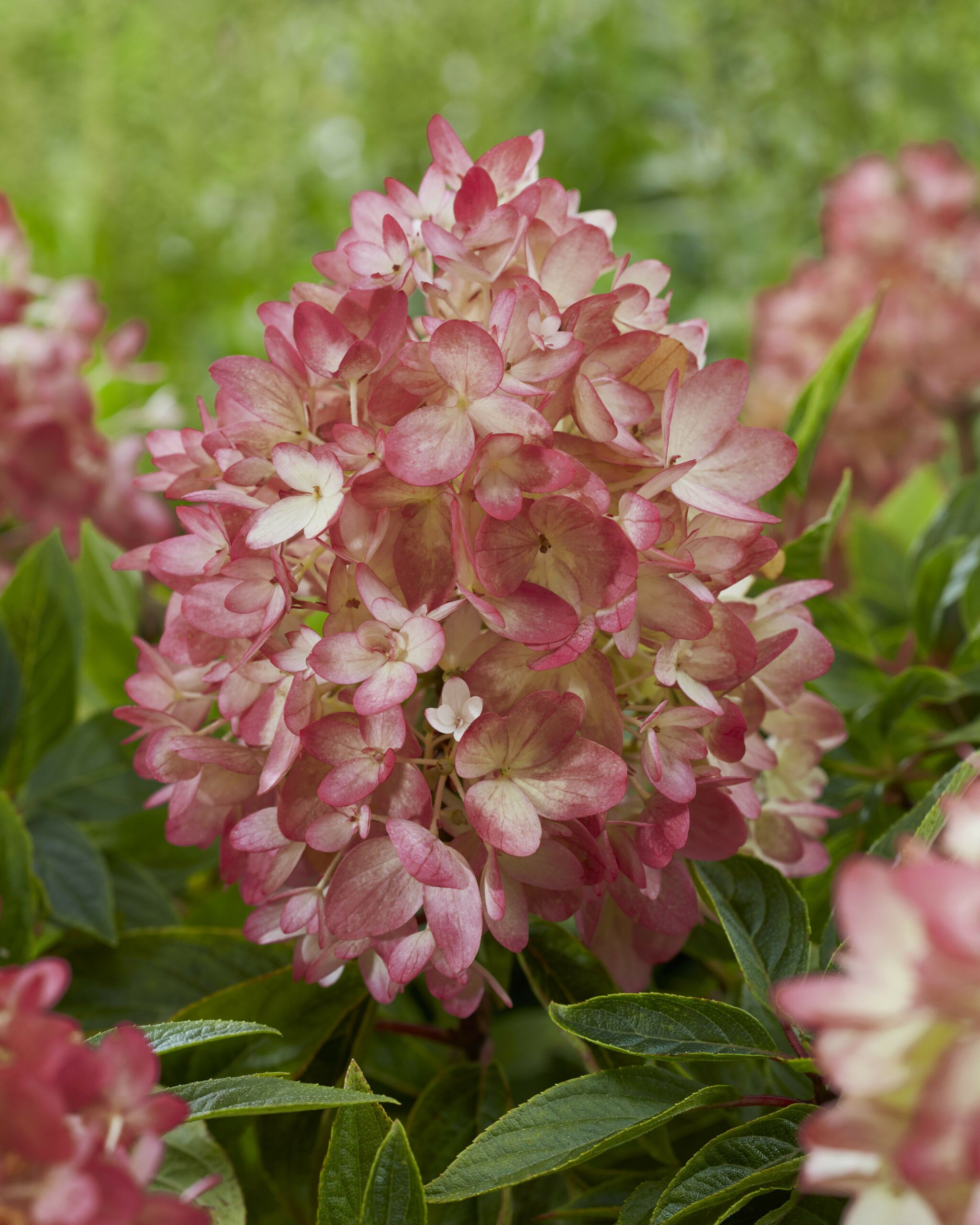 Hydrangea Groundbreaker 29 1 scaled 892896fe