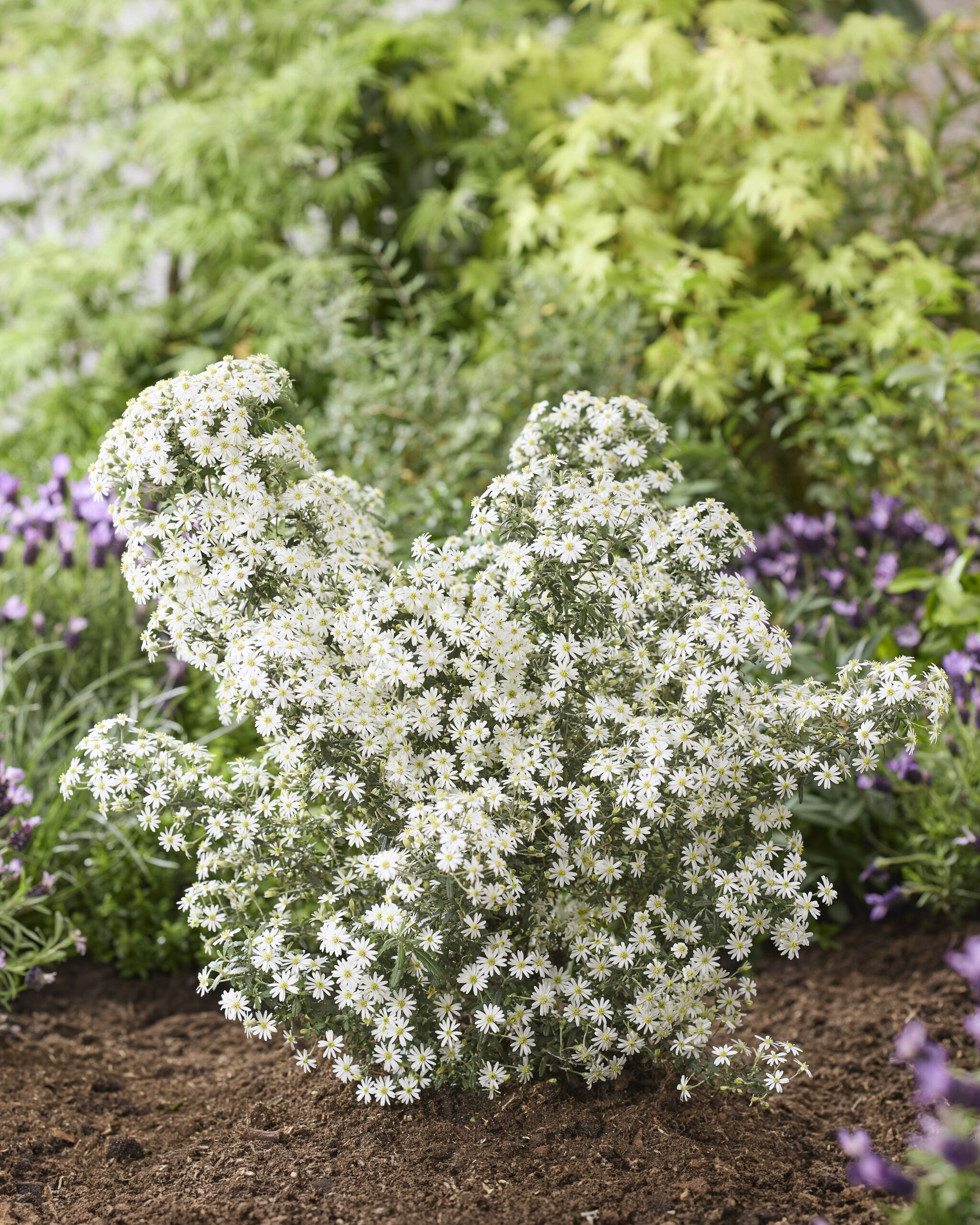Olearia Spring Bling 24 scaled 893c54e1