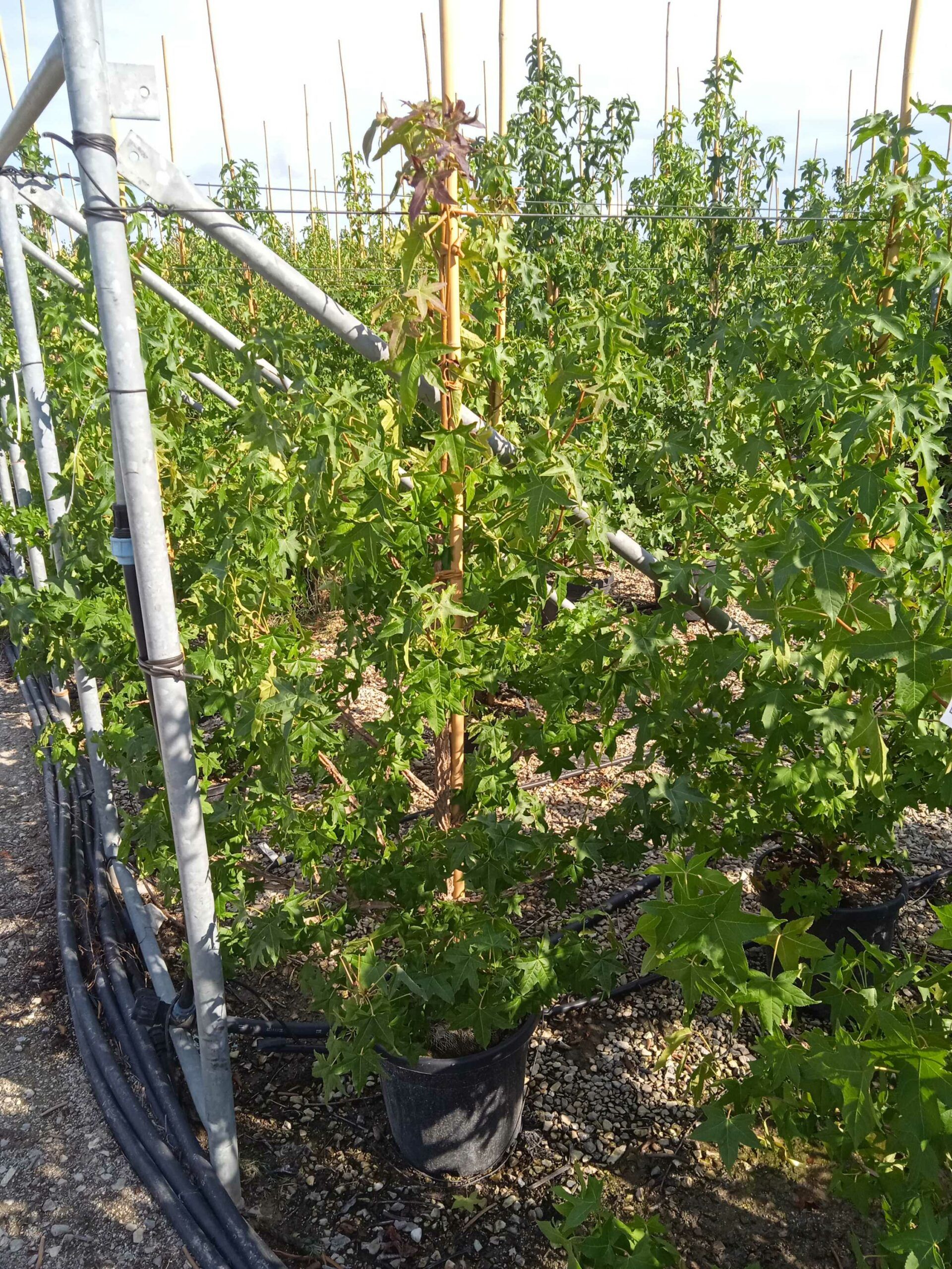 1662043411 scaled 8a42f307