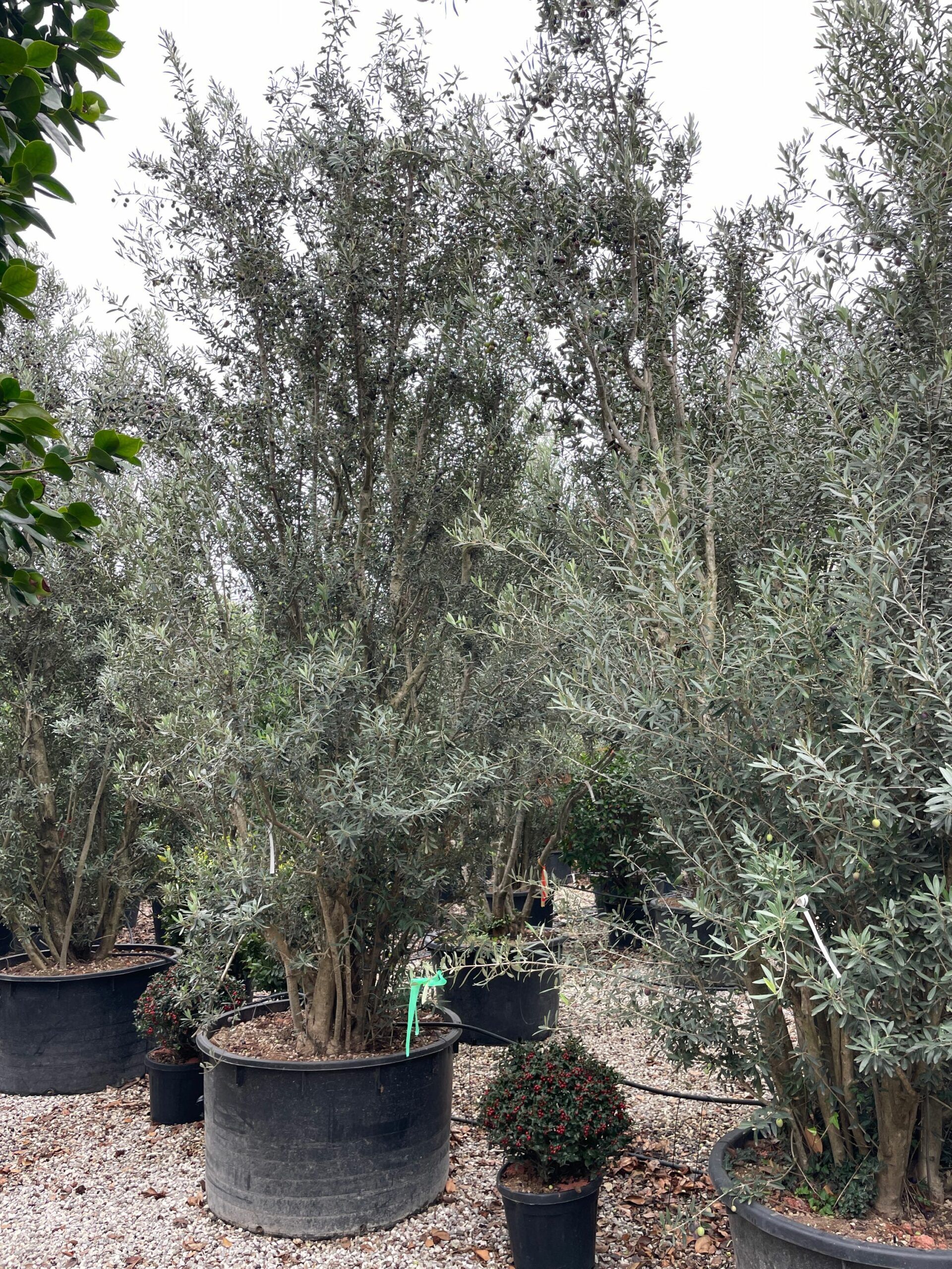 1666170769 scaled 8a8a8271