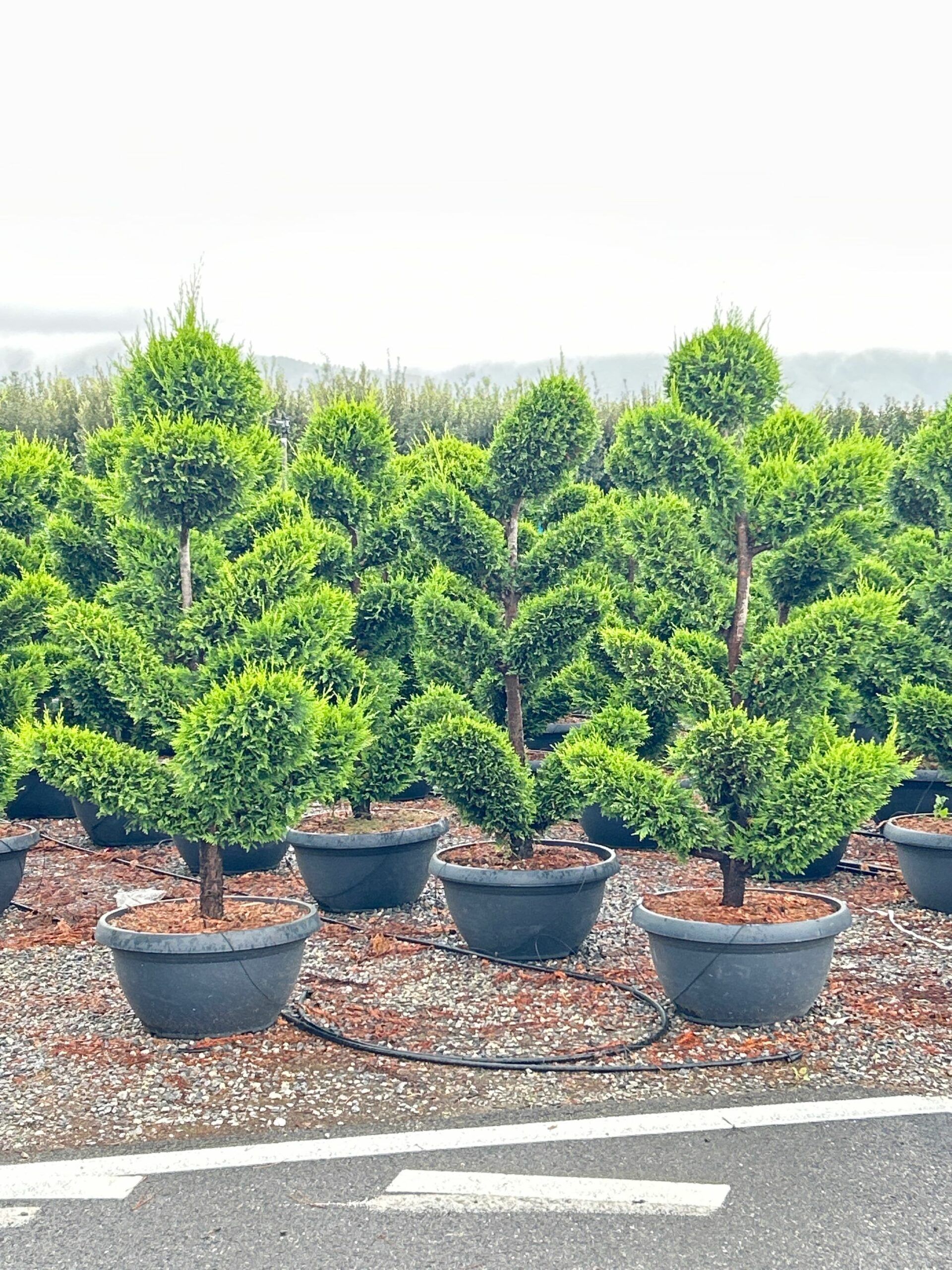 1698158789 scaled 8a8c5ce0