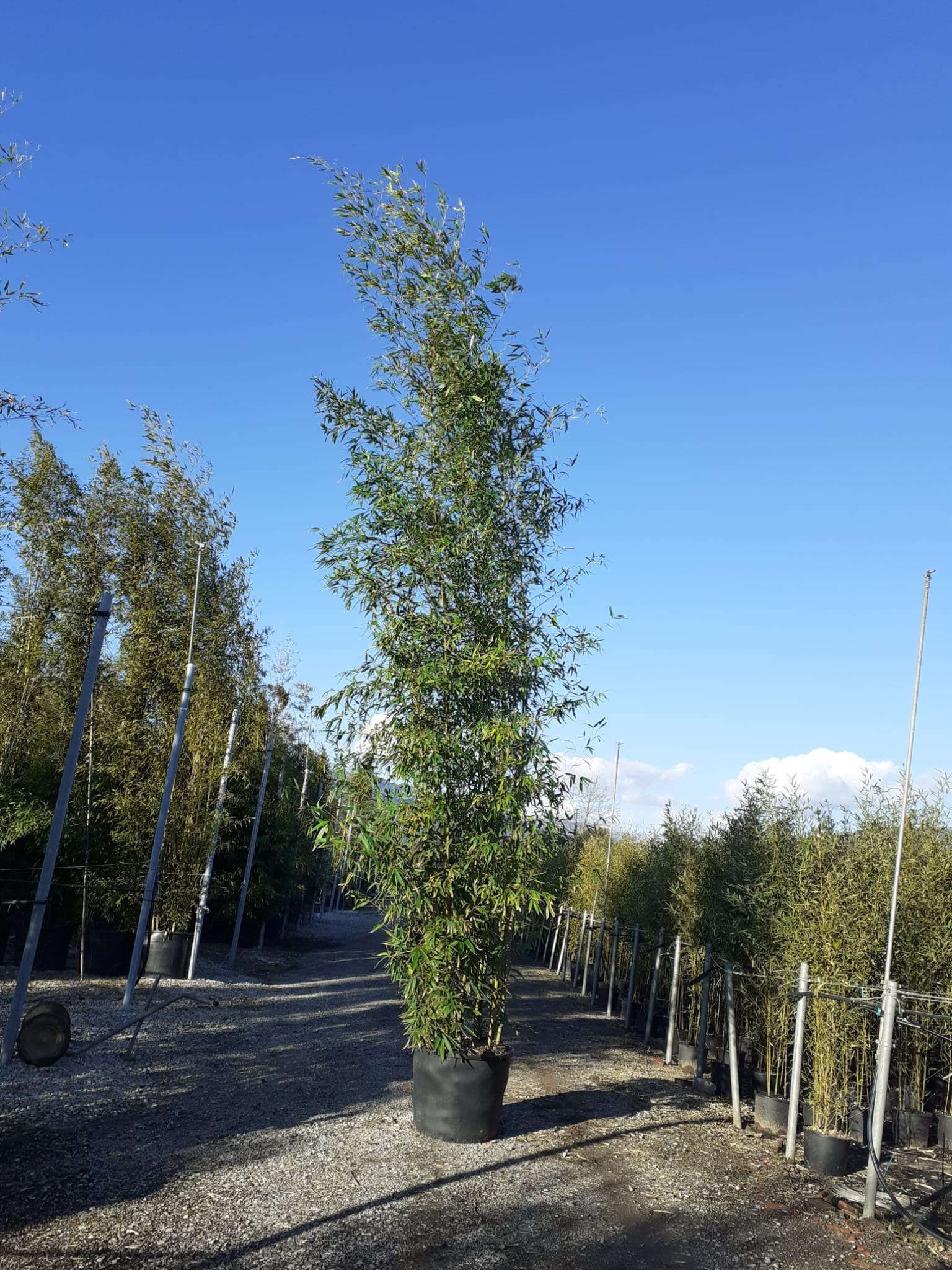 1612437408 bambusa phyllostakys aurea c130L 5 6mt 8b7223c5