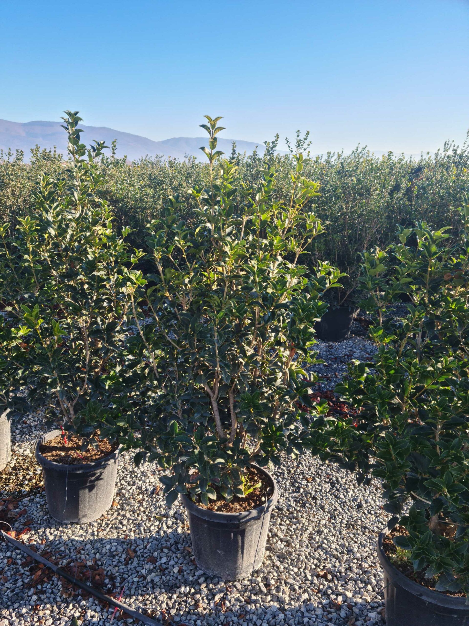 1639817723 scaled 8bbb4846