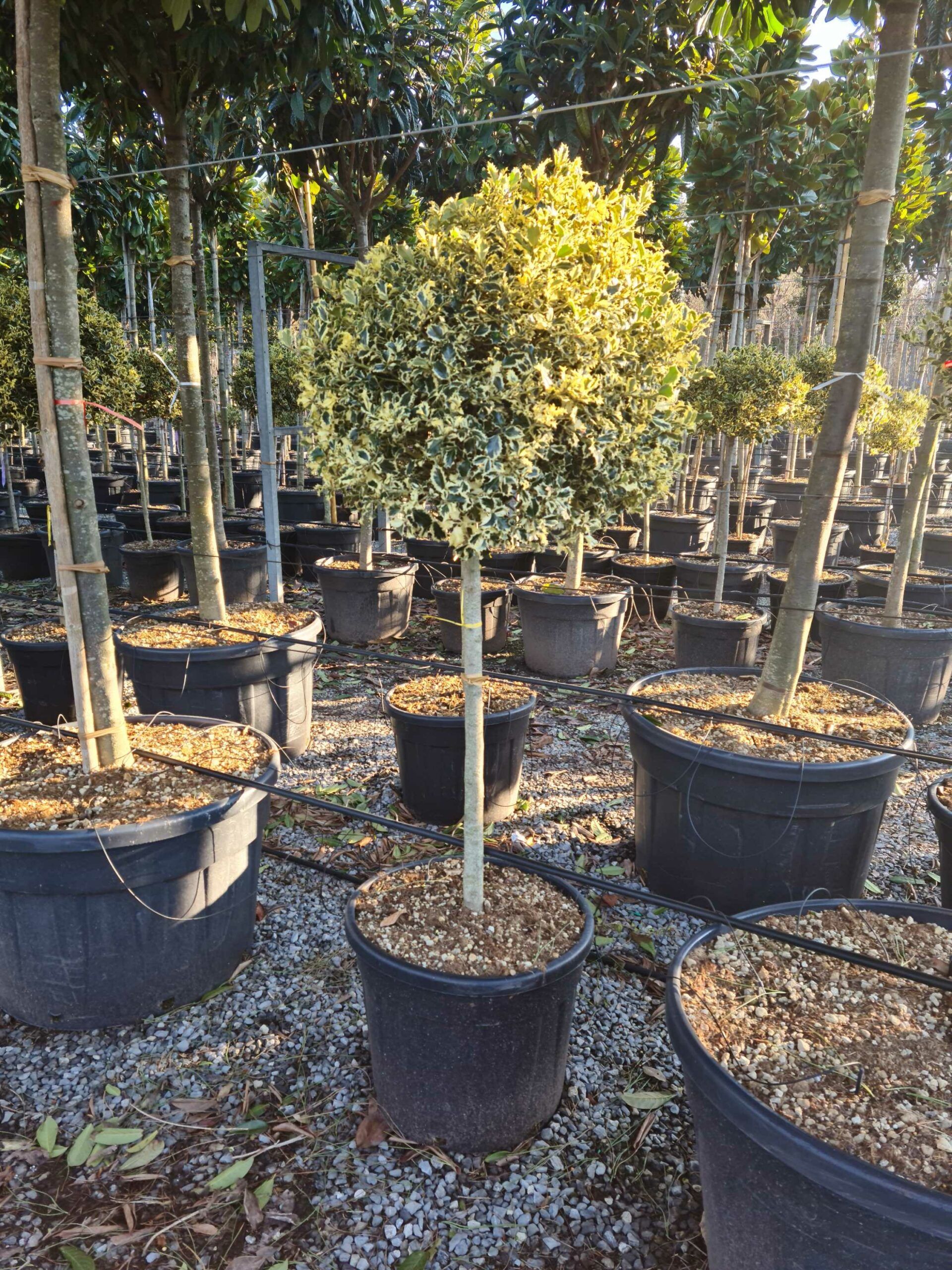 1643098490 1 scaled 8b2b3a74