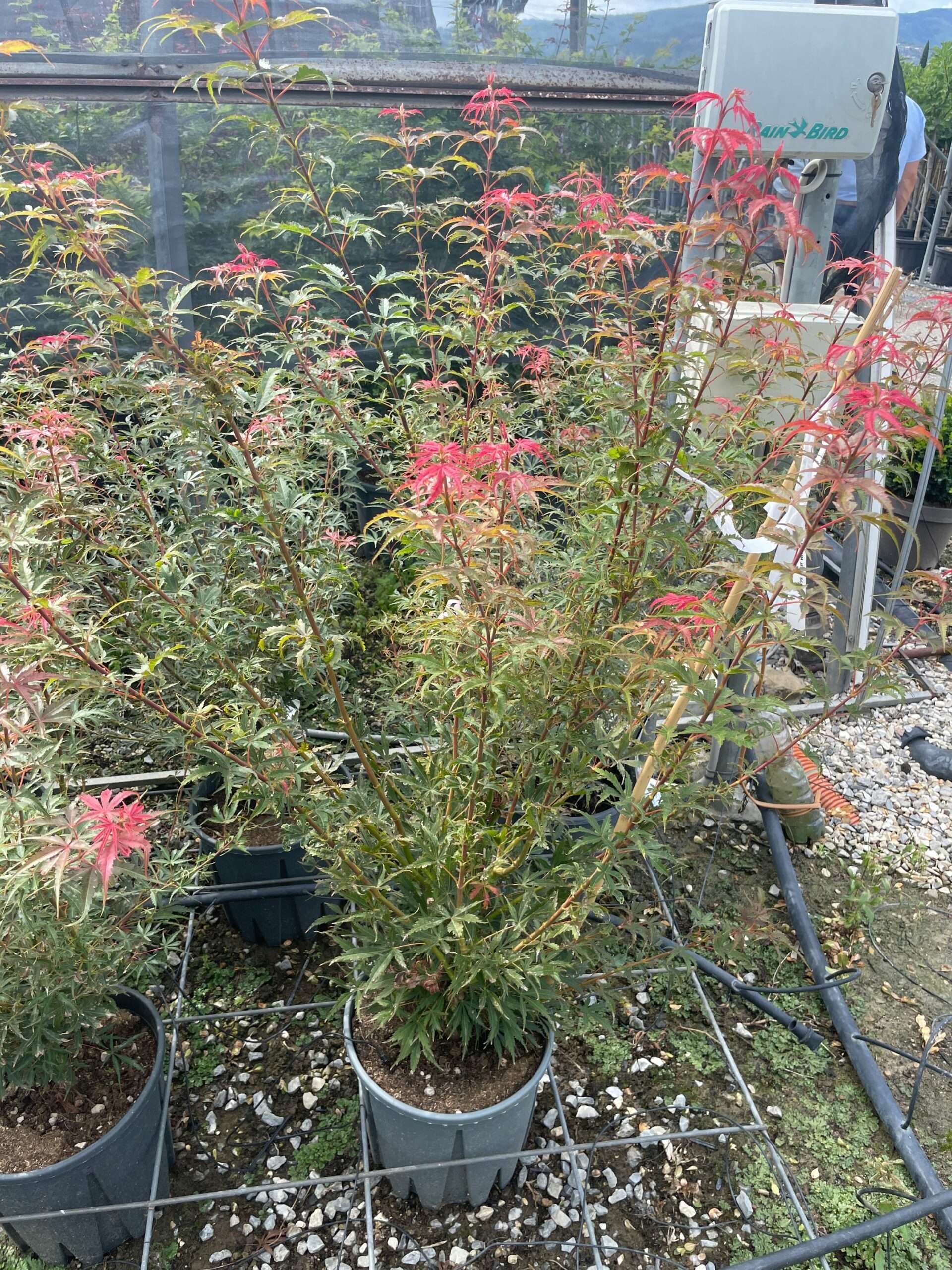 1661951650 scaled 8bc5c3cf