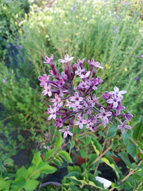 SYRINGA bloomerang 'Dark Purple' ®