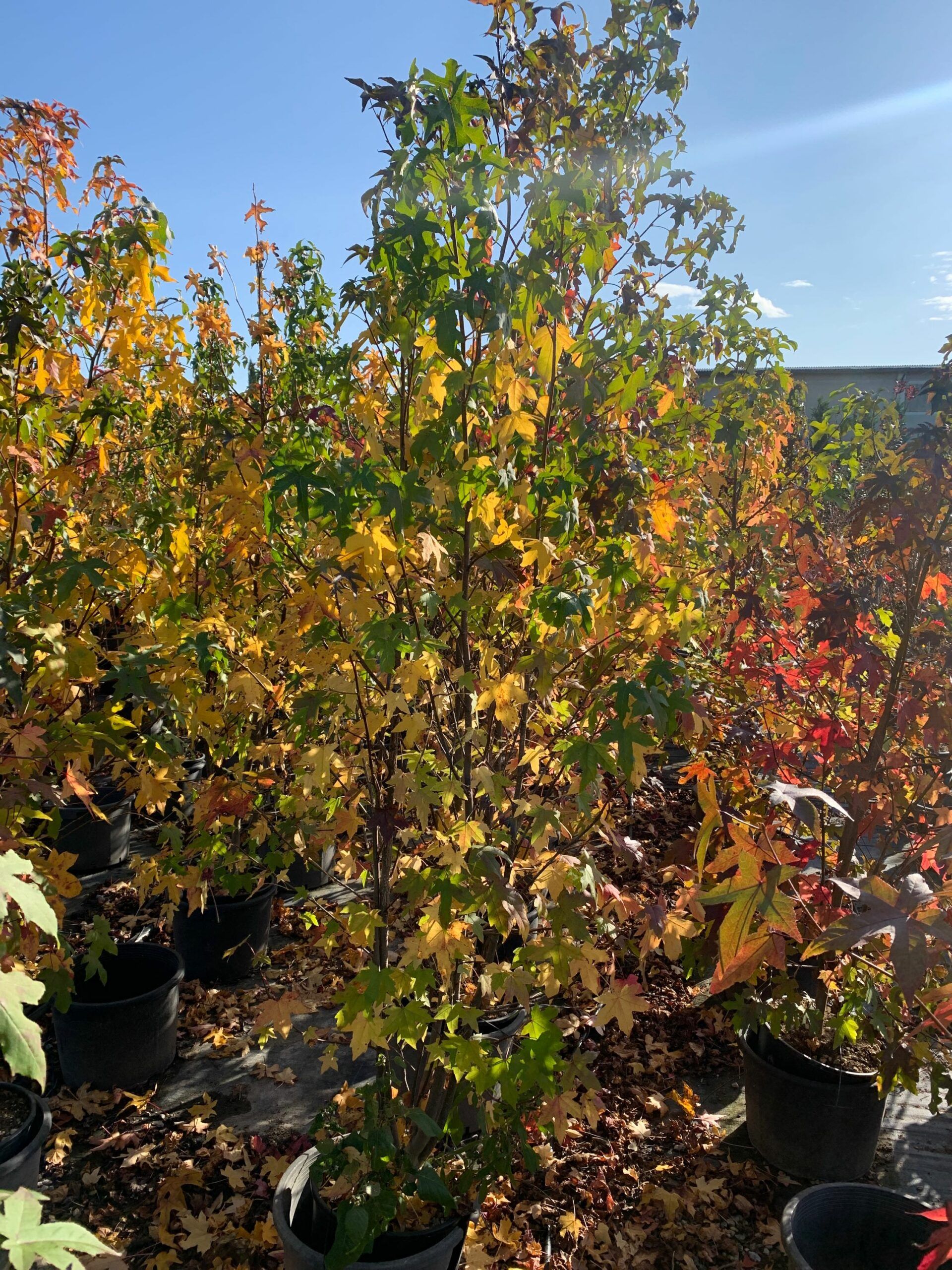 1635322748 scaled 8cd028a3