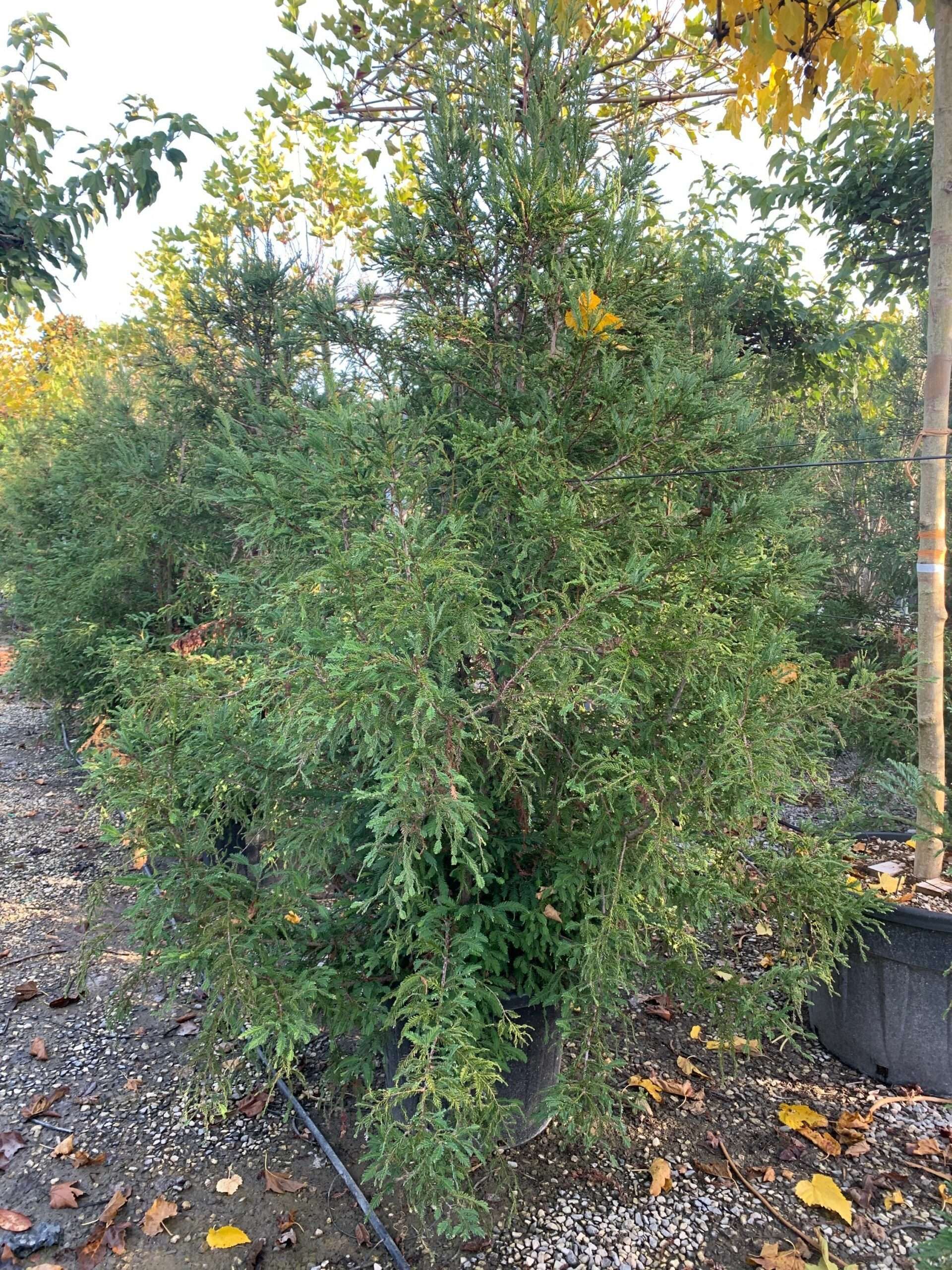 1635493278 scaled 8cf38654