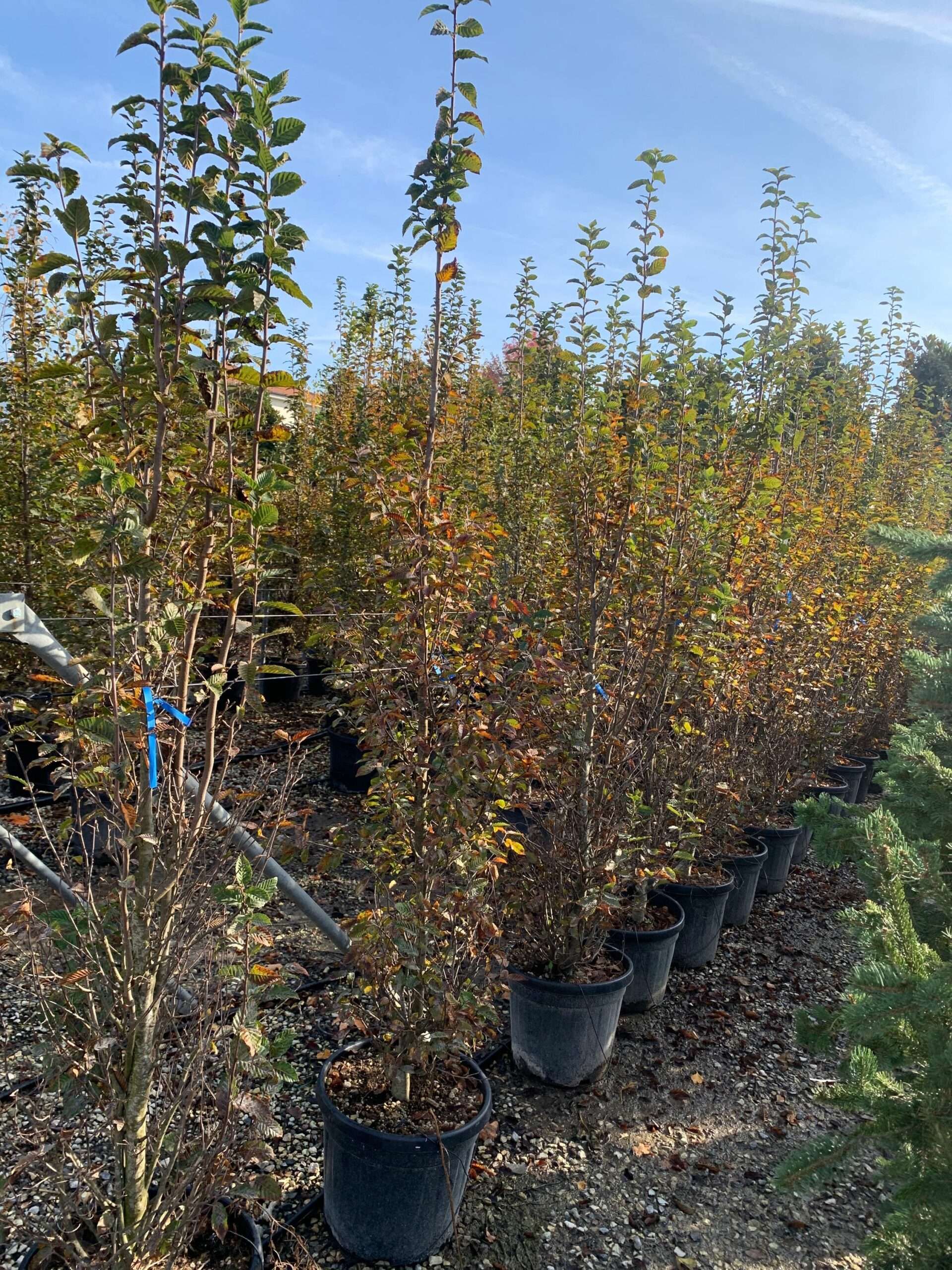 1635495573 scaled 8cdc2f3c