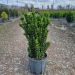 1680275704 Euonymus Benkomasaki clt18 080 100 scaled 8cde5129