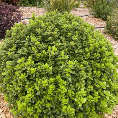 PITTOSPORUM tenuifolium 'Beach Ball' ®