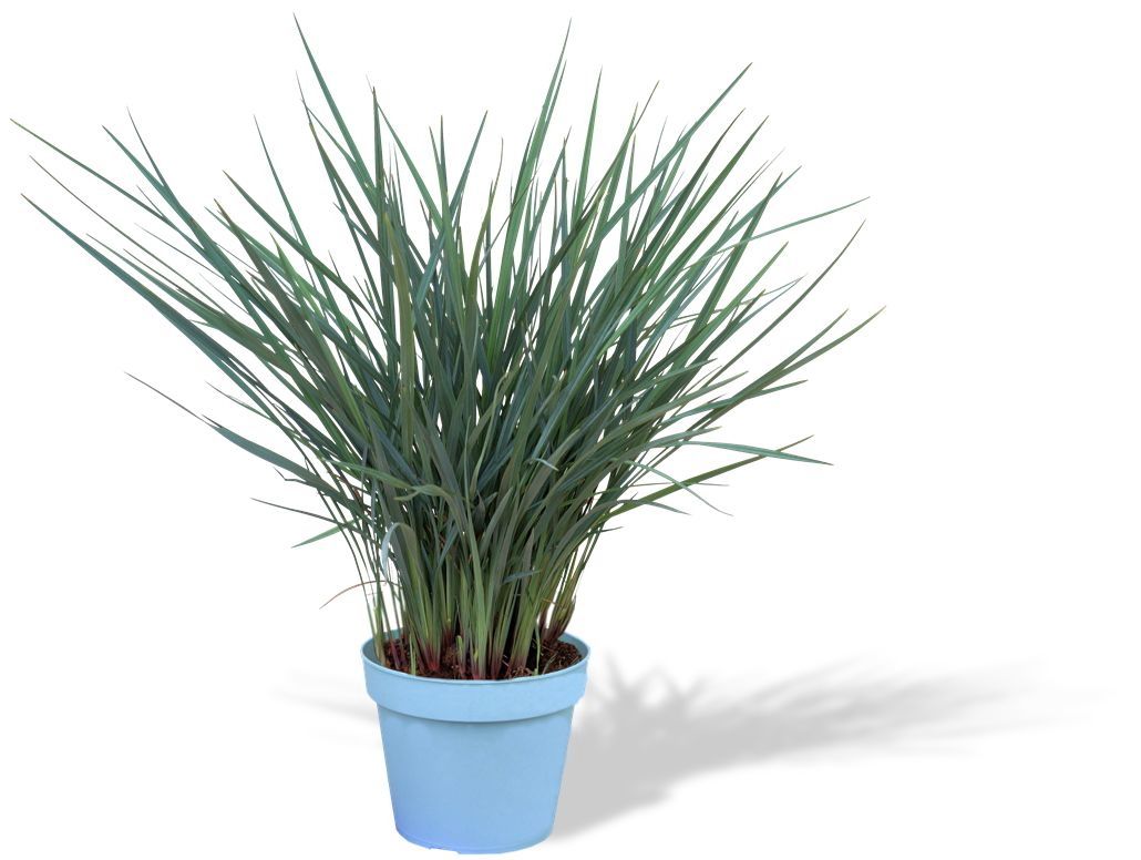 dircool Dianella Coolvista Pot 8c40feff