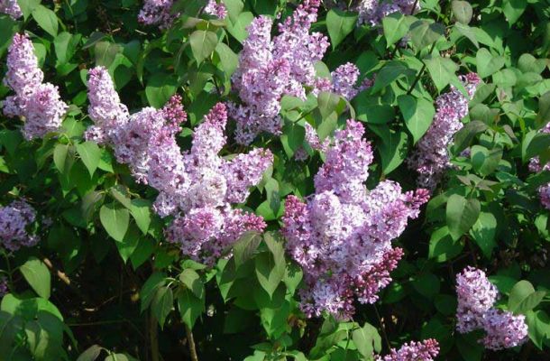 syringa 8c4f7653
