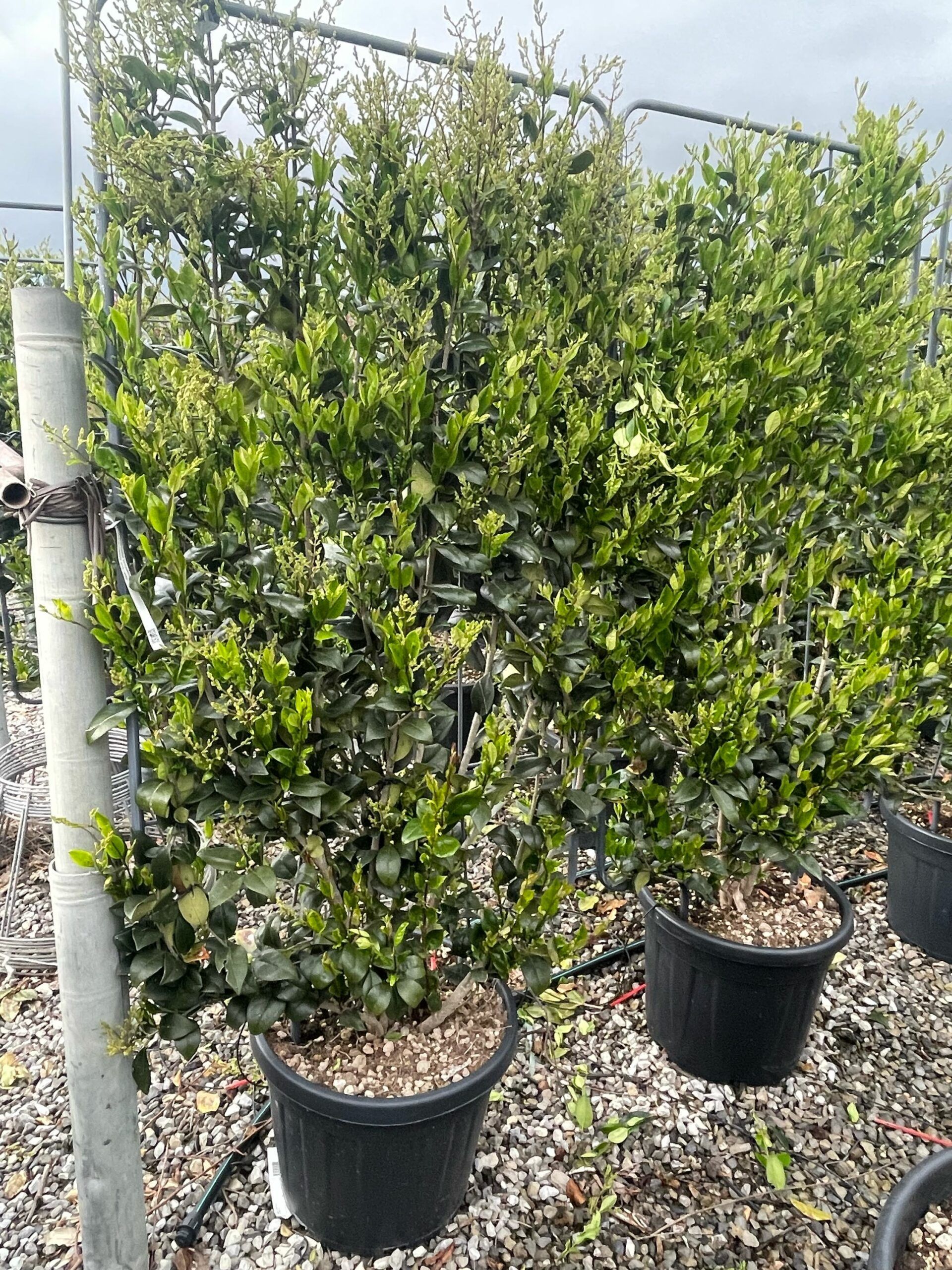 1680279833 scaled 8dd6af25