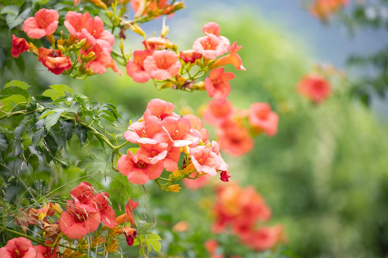 Campsis: tutti i colori dell'estate