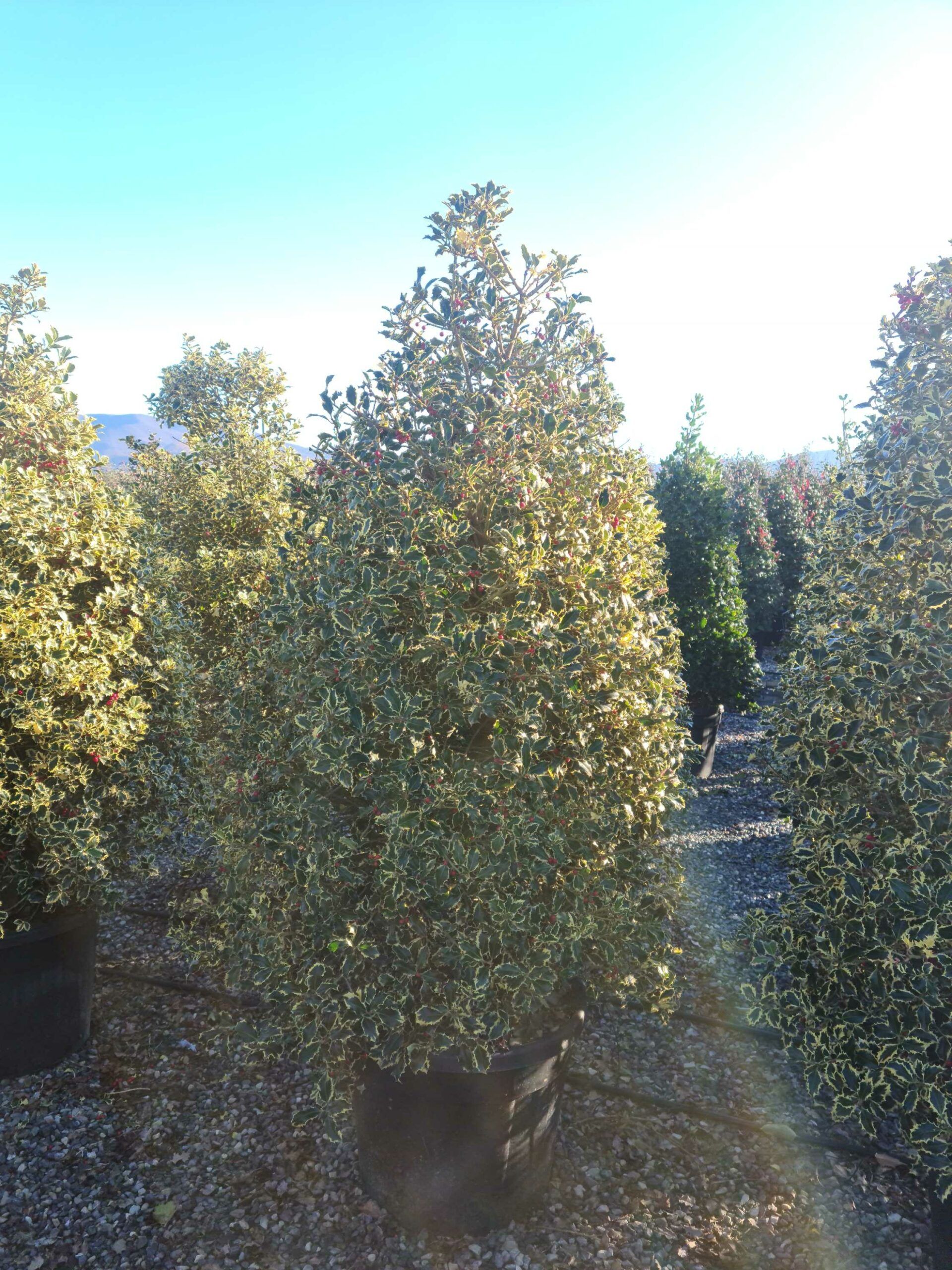 1639729177 scaled 8e2c7d30