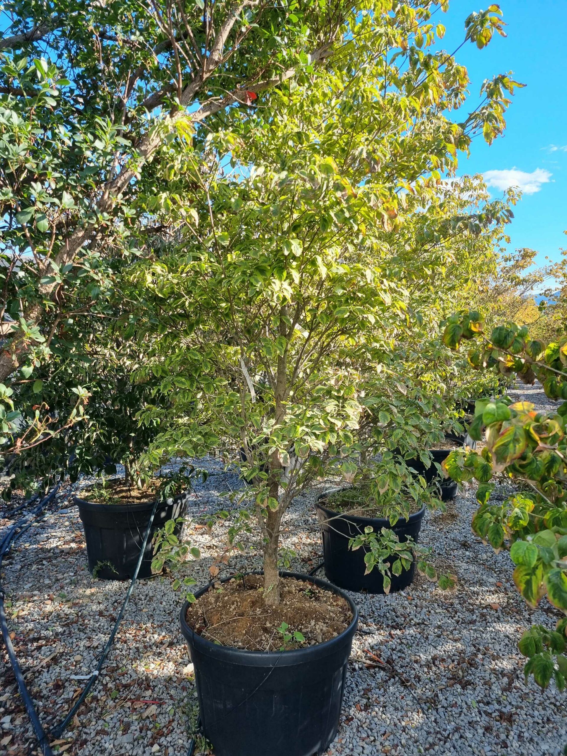 1663771338 scaled 8ee176de