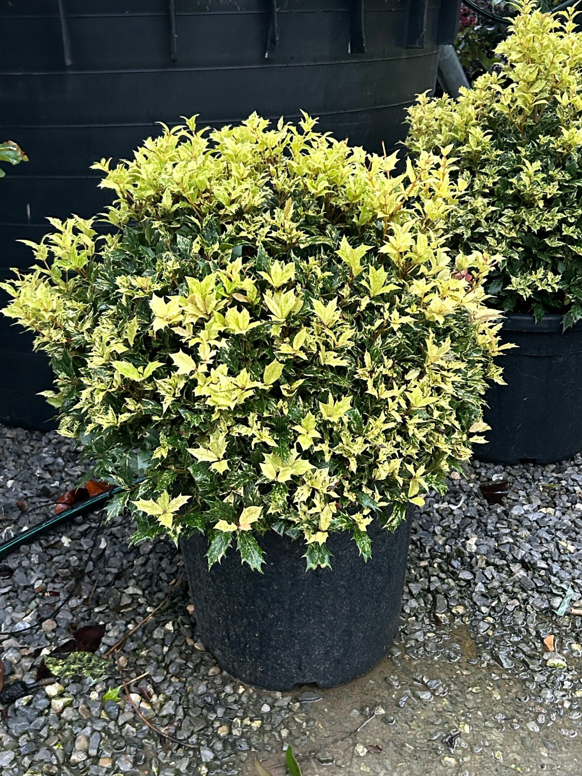 1698165197 scaled 8e1541fc