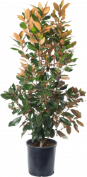 containerised plants 8e82f726