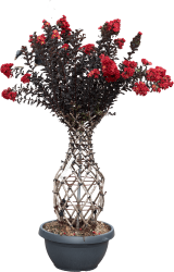 shaped plants 8e769e44