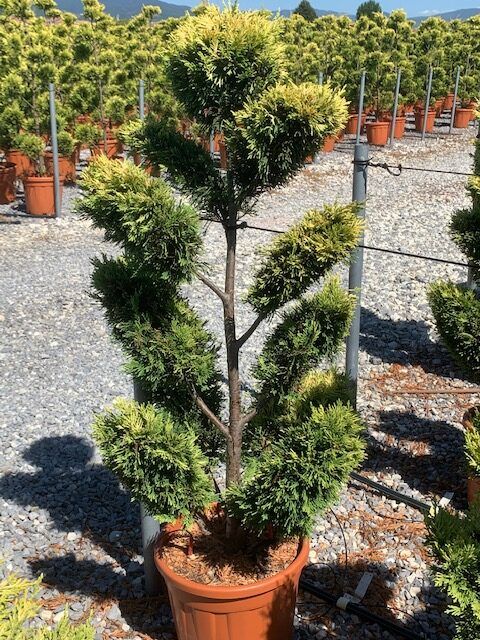 1608062220 rotated 8f27ef9e