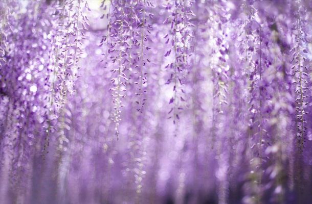 wisteria glicine 8fff5b78