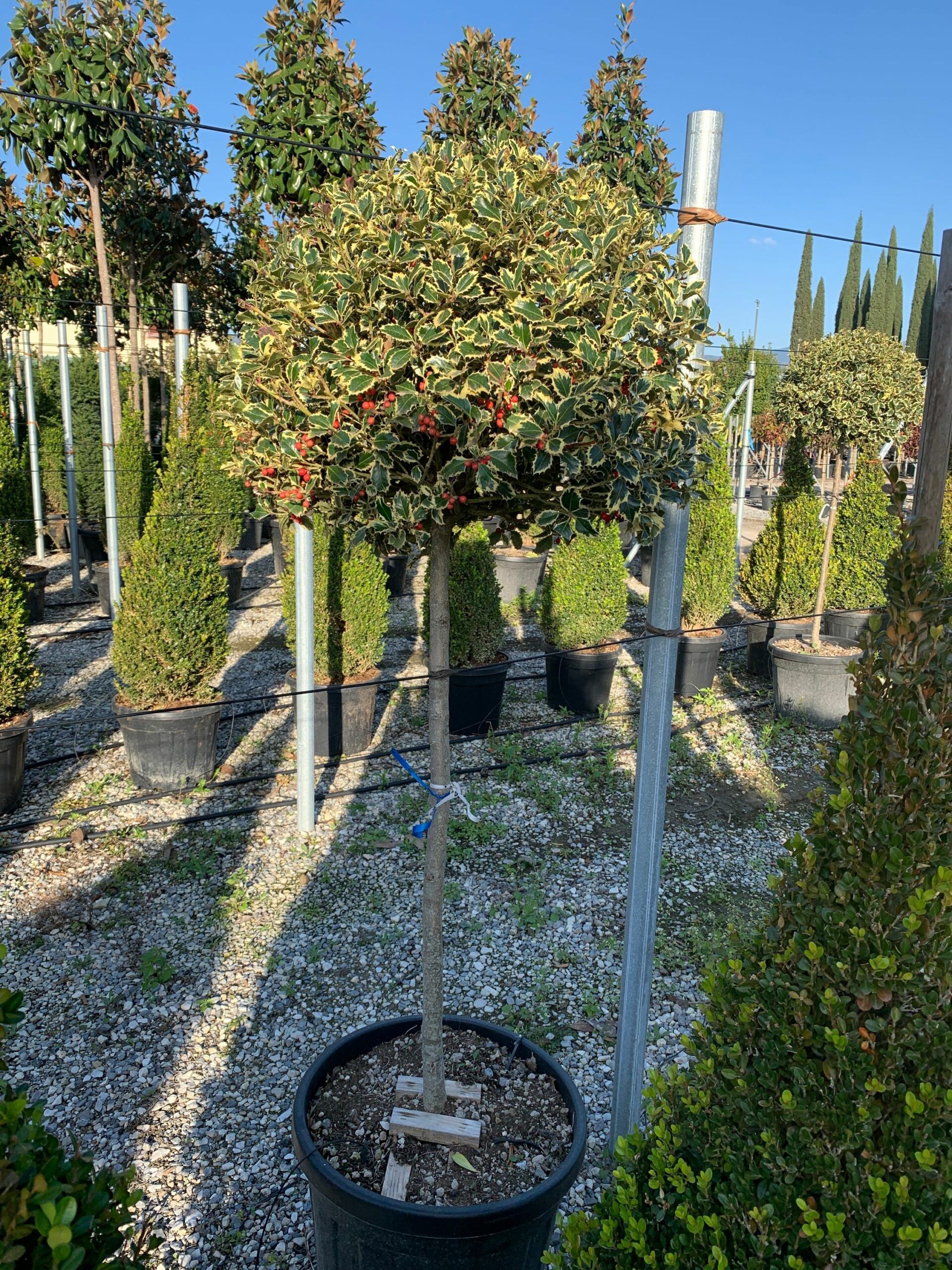 1635320523 scaled 90e74299