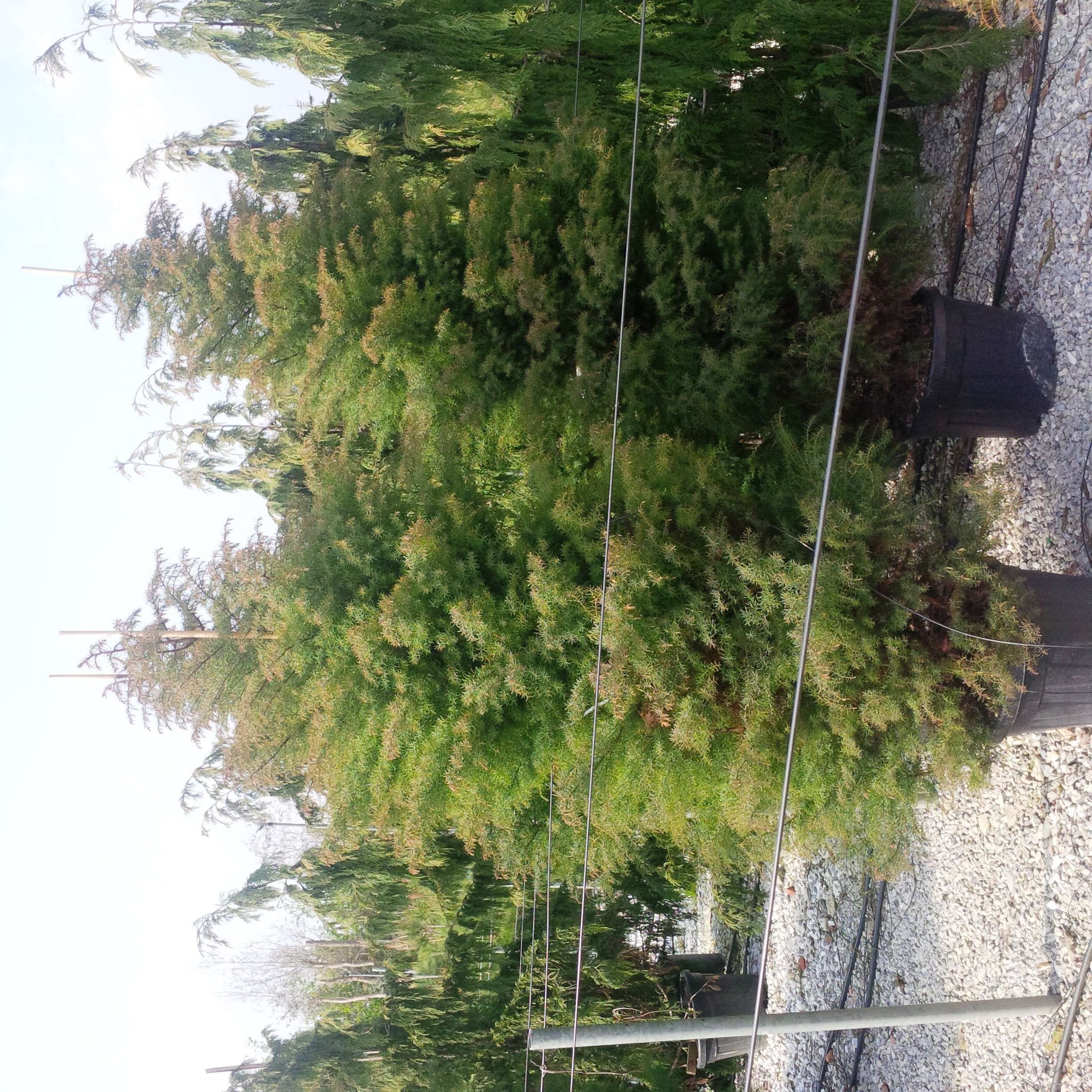 CRYPTOMERIA japonica 'Elegans'
