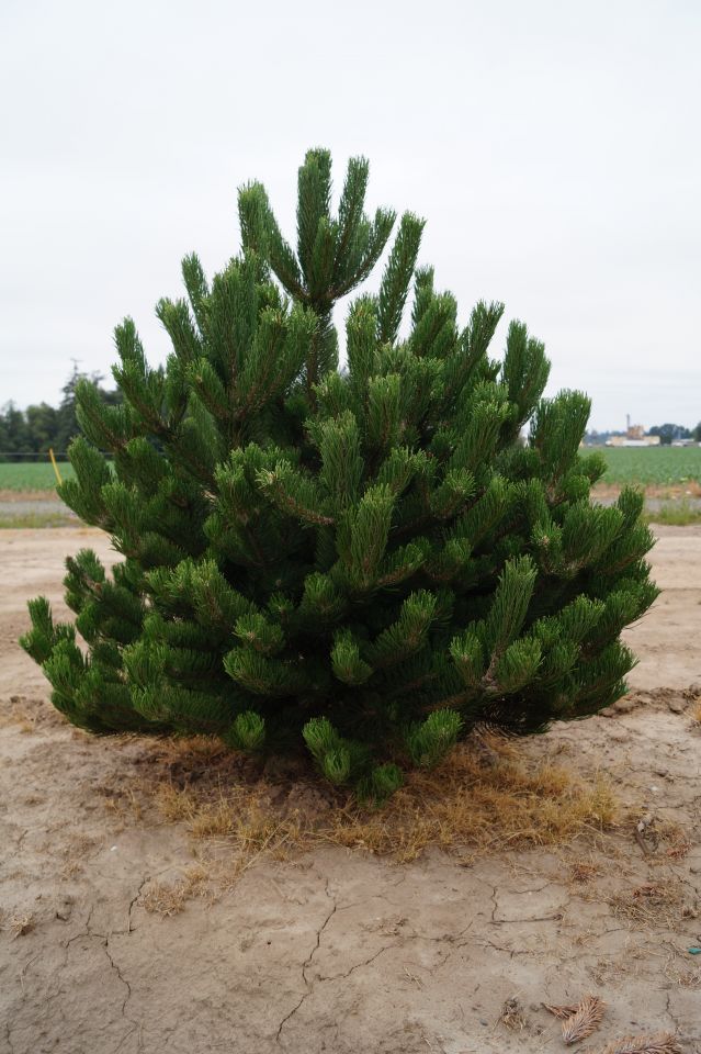 PINUS NIGRA OREGON GREEN extra big 9350 122 902c2337