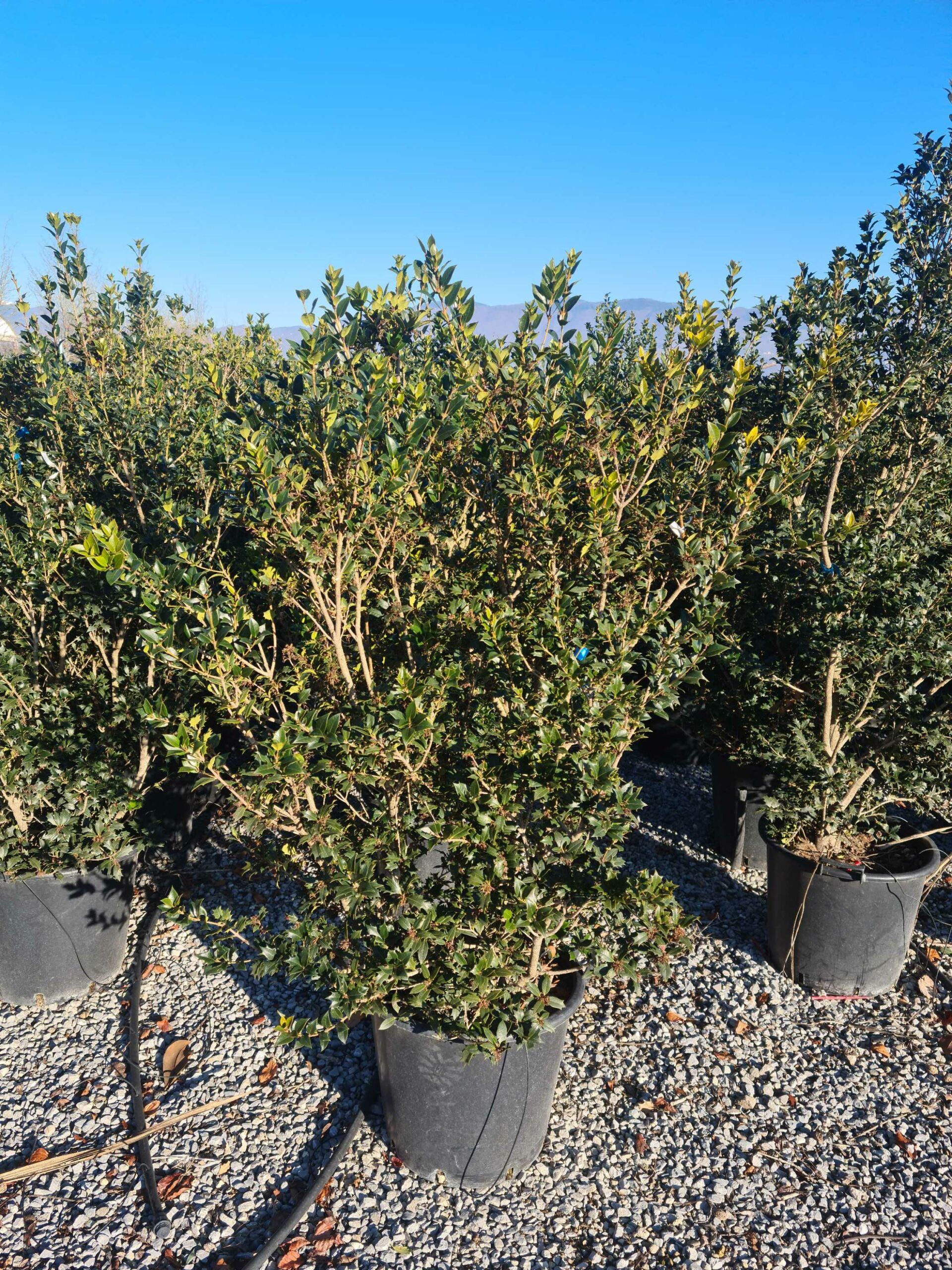 1639817975 scaled 9196547d