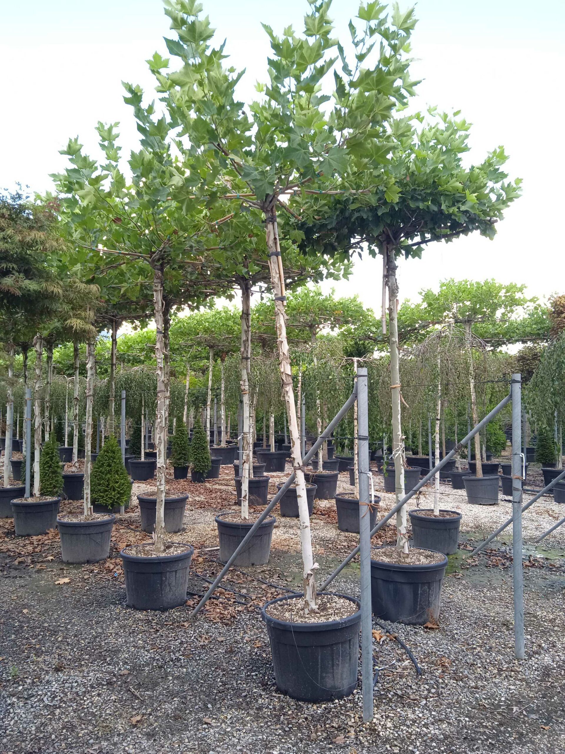 1661779887 scaled 91446a96