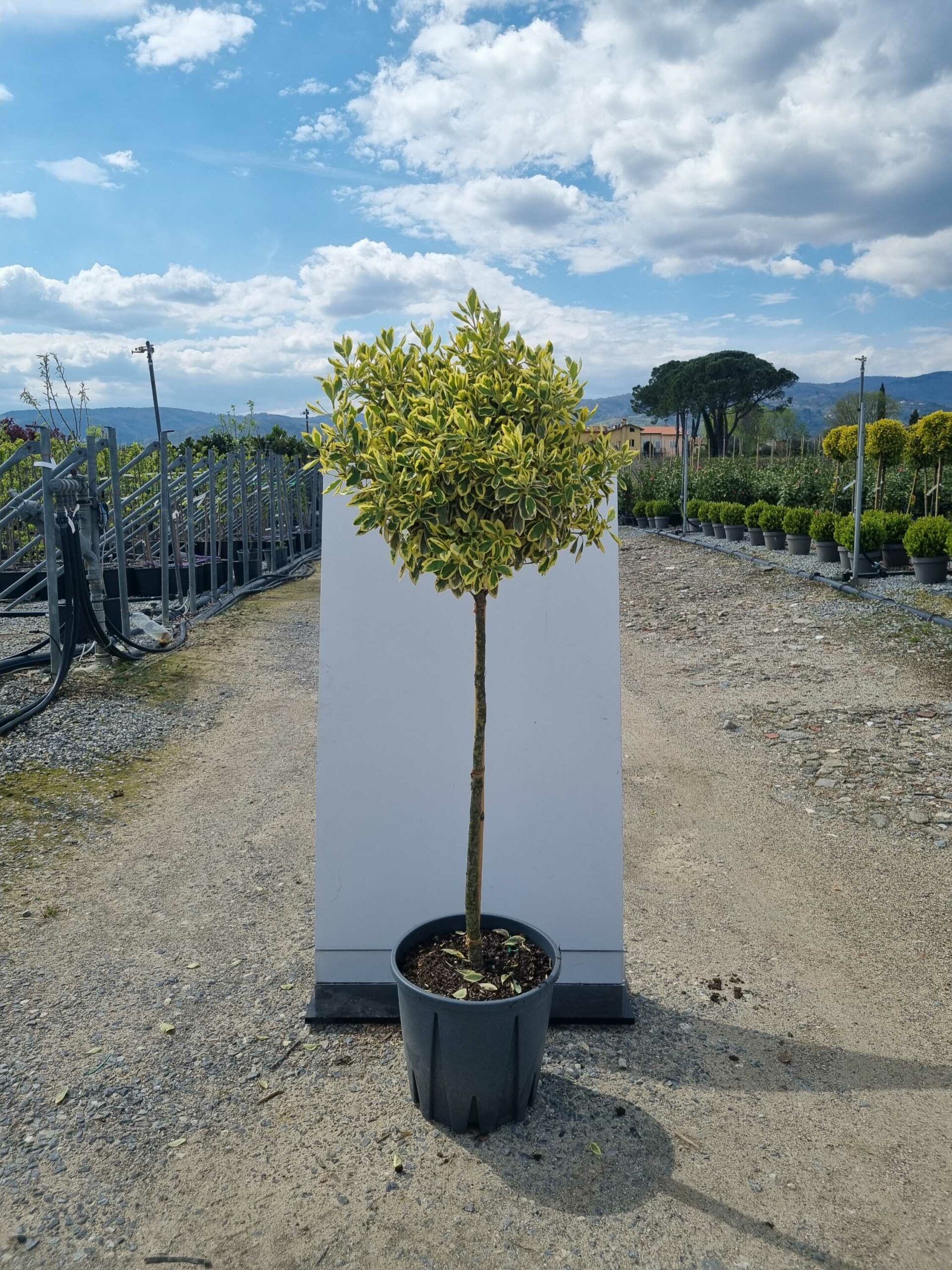 1681822436 scaled 913cea62