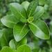 Pittosporum Irish Luck 2 scaled 913069fe
