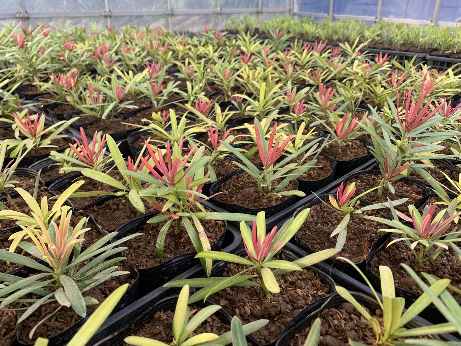 Podocarpus Mood Ring 3 91d2a065