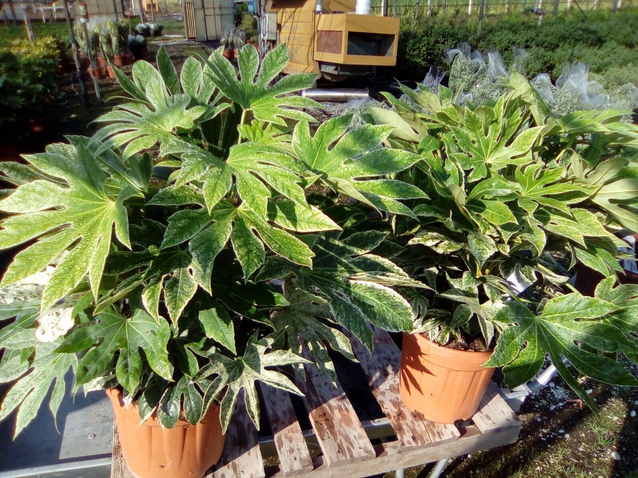 1610737814 fatsia spider s web 9200ceb1