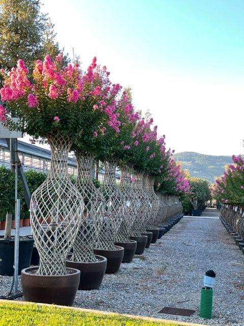 1661589471 IMG 2917 92e3f7b4