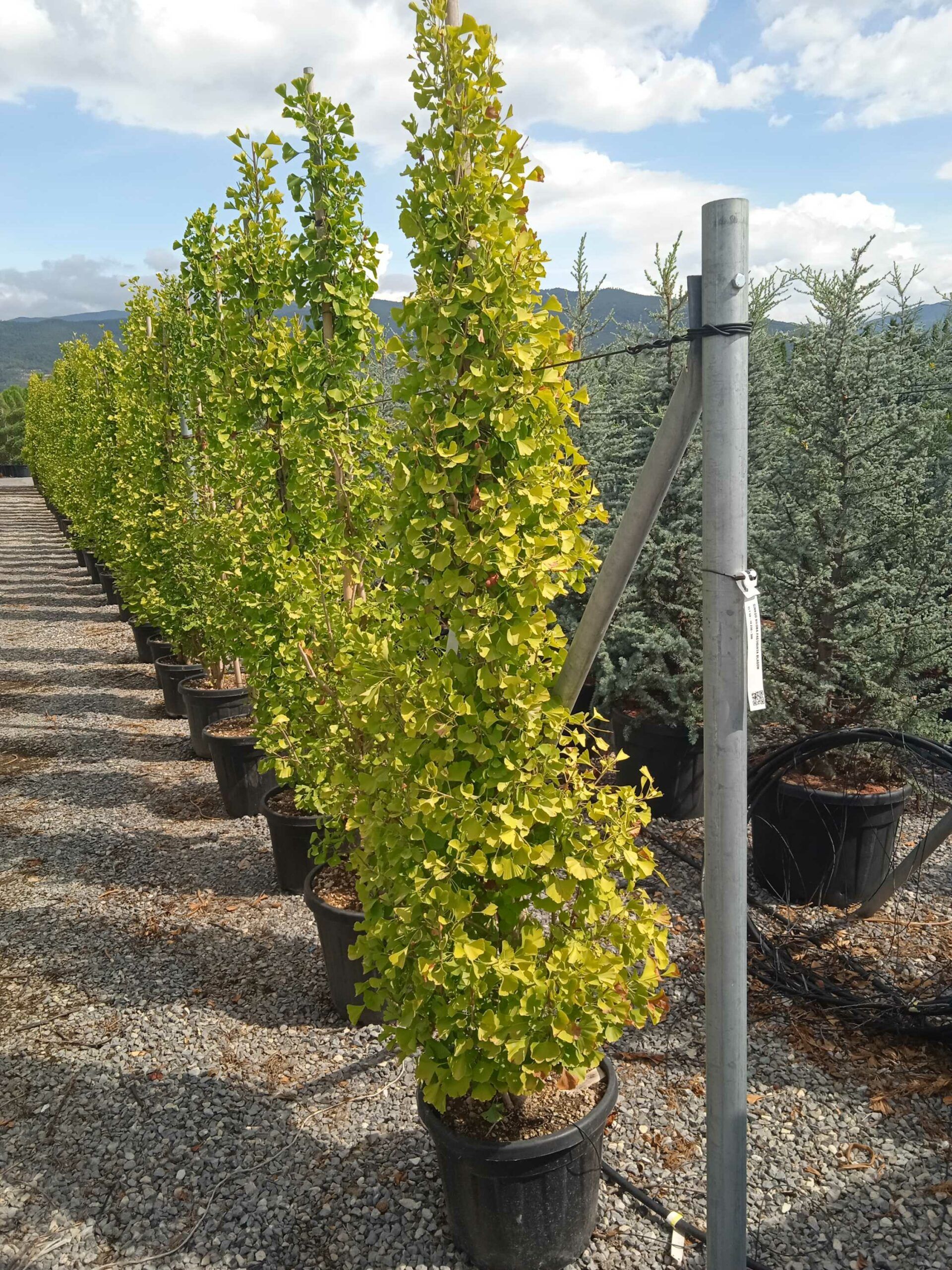 1662024975 scaled 921d2b9f