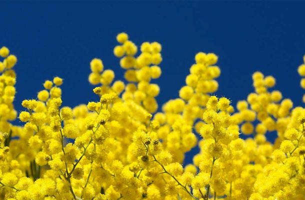mimosa acacia dealbata festa donna 92bc50f6