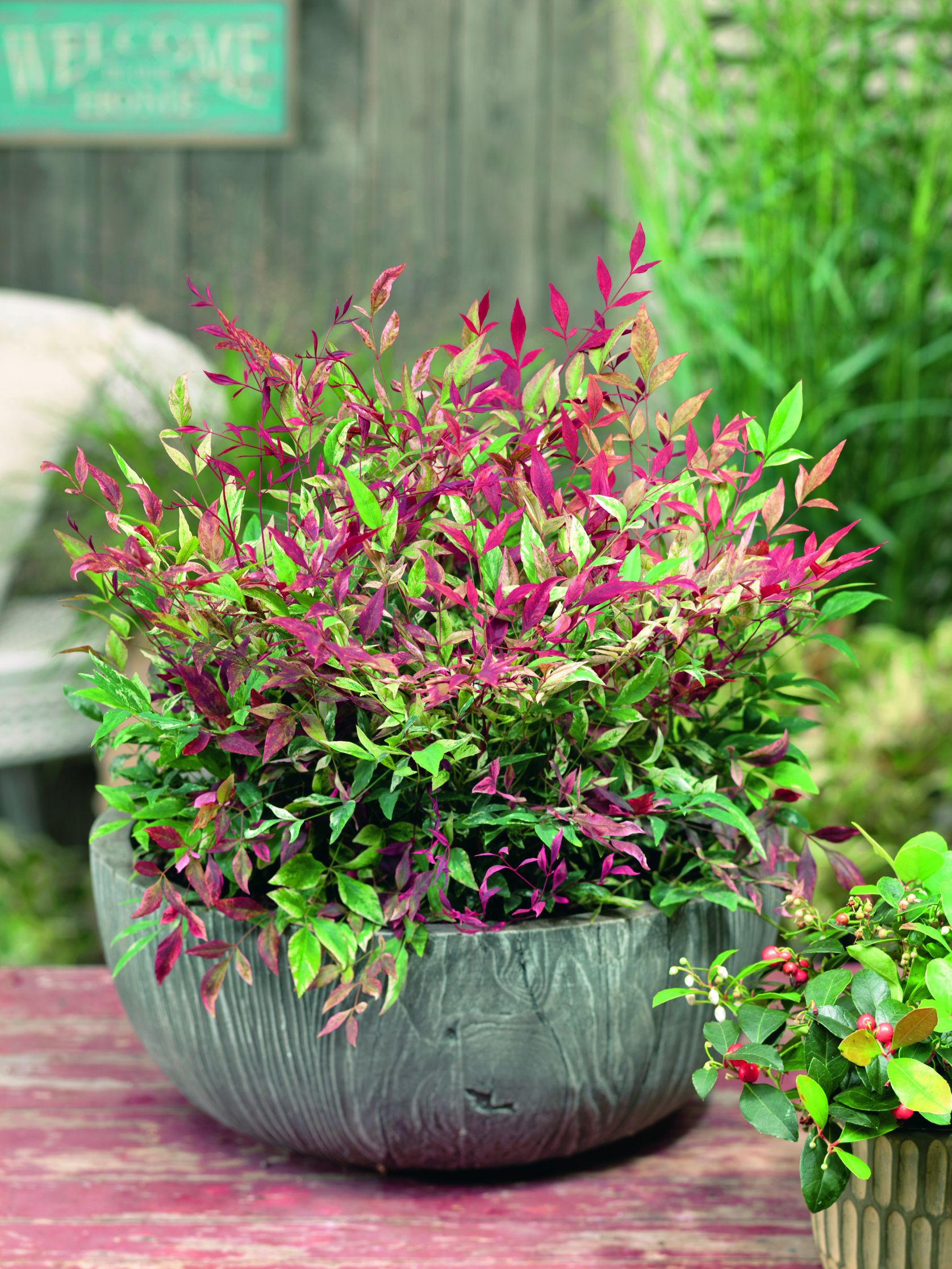 nadreli Nandina Red Light Patio 9257af78