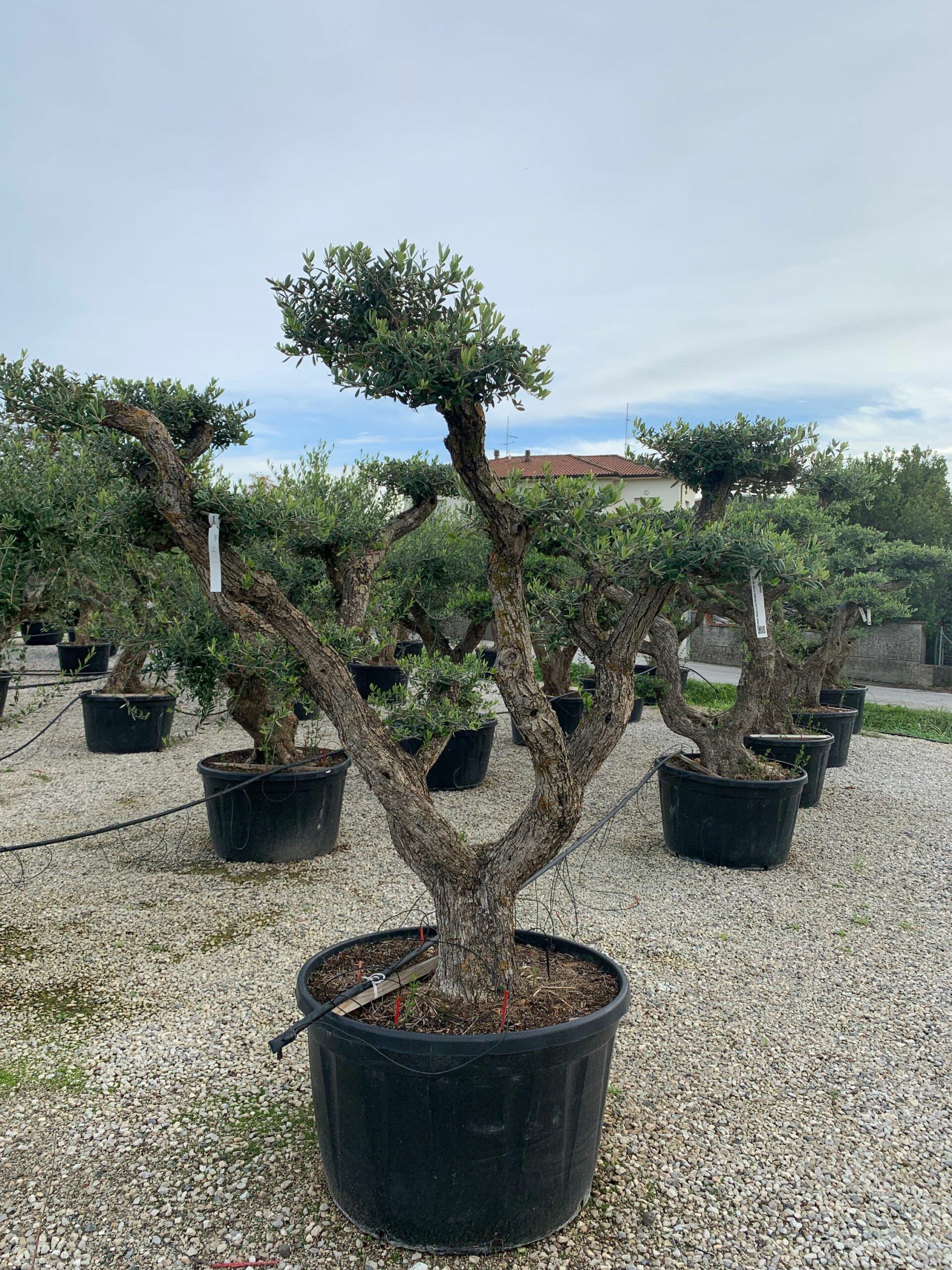 1636102005 scaled 93465d71