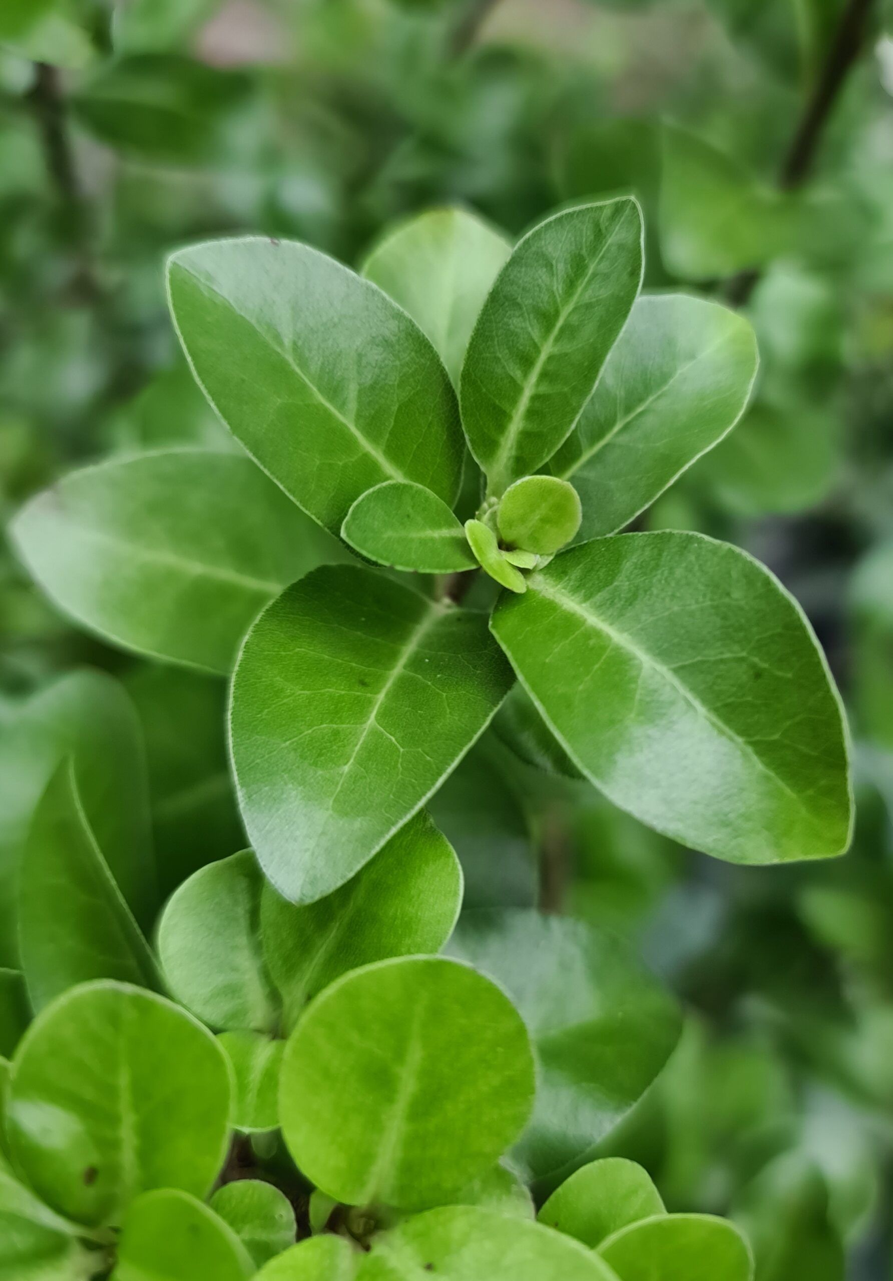 Pittosporum Irish Luck 2 scaled 9394fc22