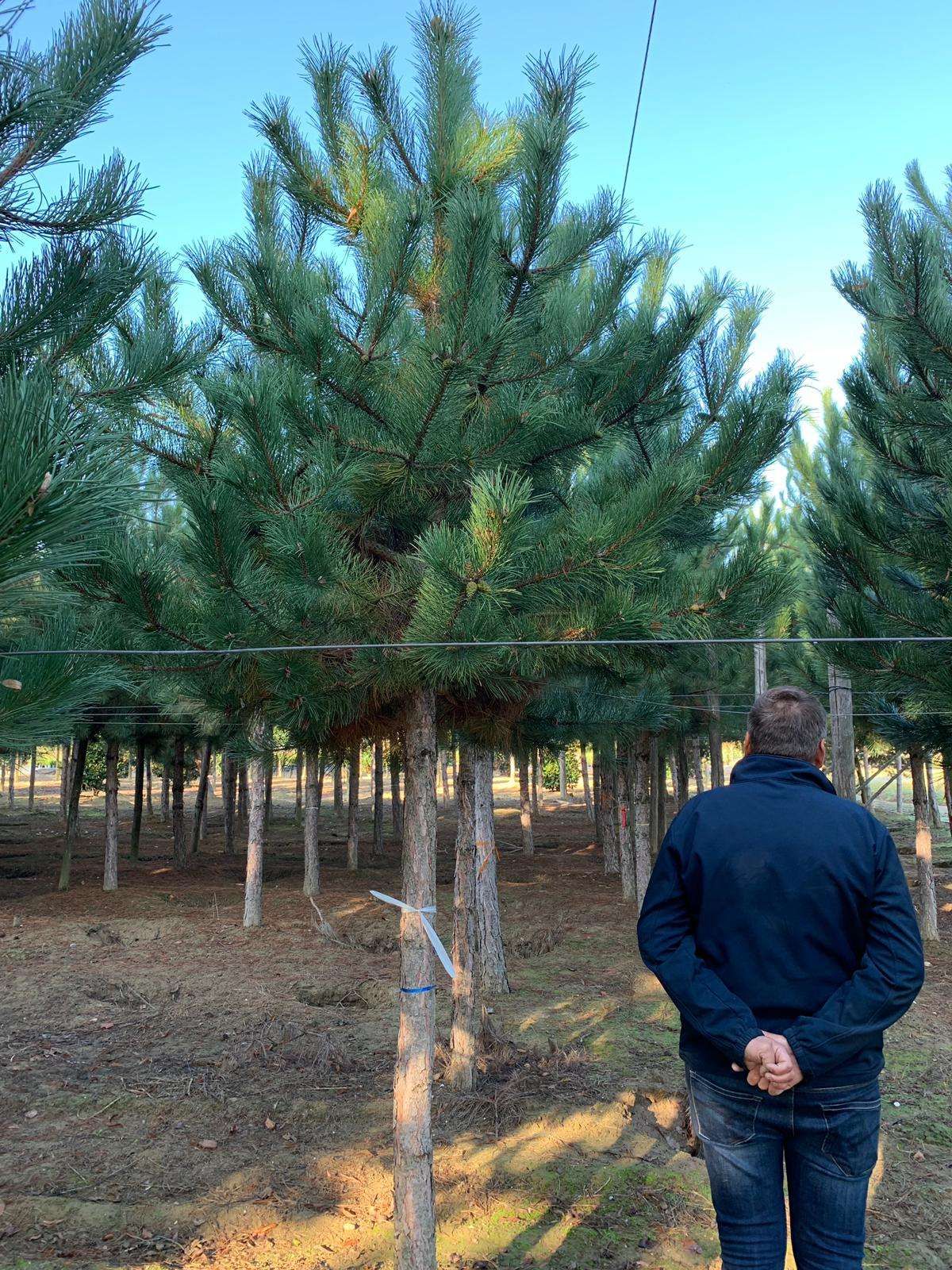 1610648217 pinus nigra rb 4 94c3b94a