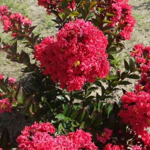 LAGERSTROEMIA indica 'Enduring Summer Red'