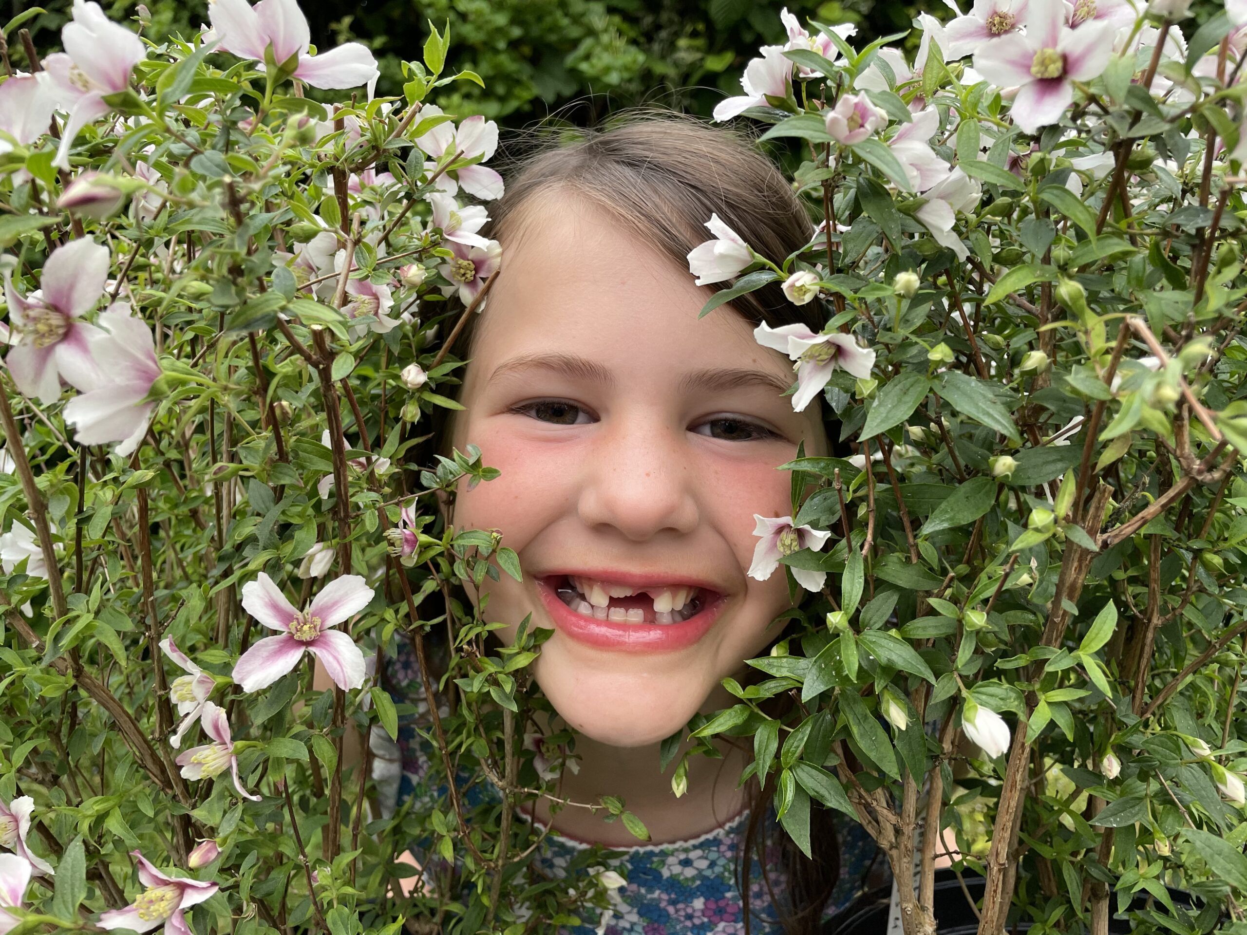 Philadelphus Petite Perfume Pink 1 scaled 9465b4b0